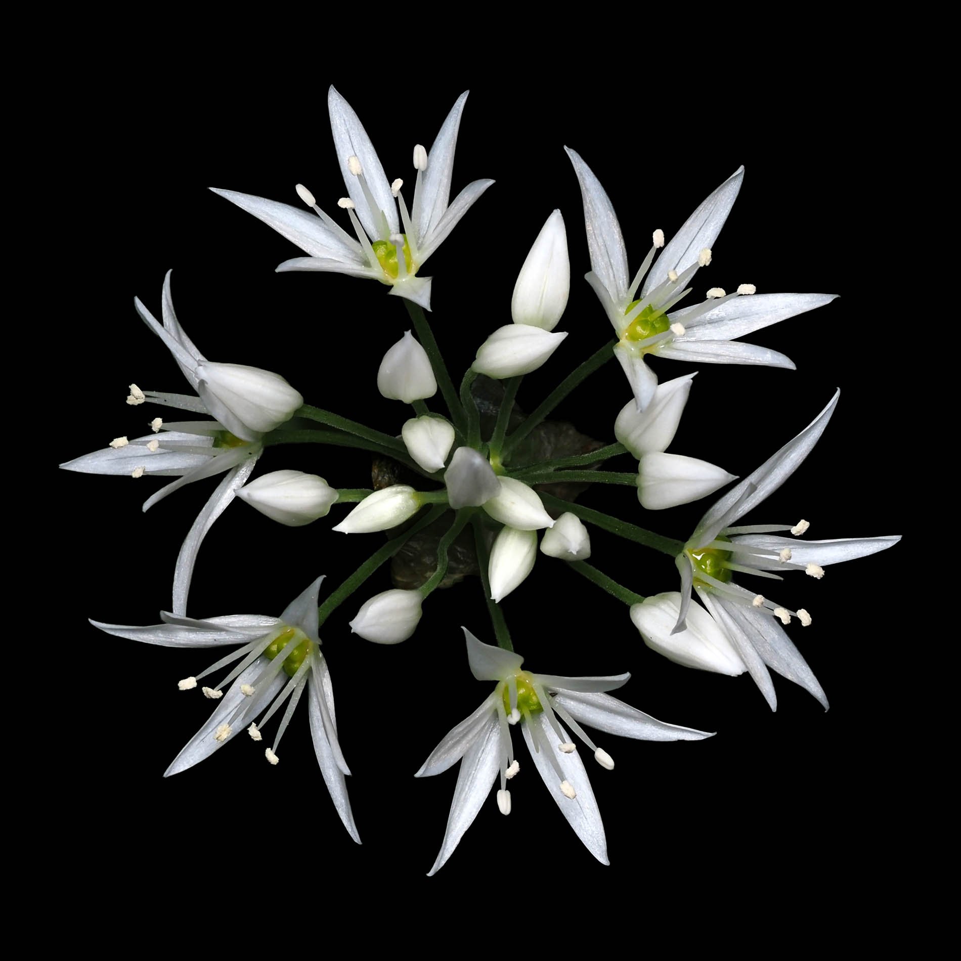 wild garlic top.jpg