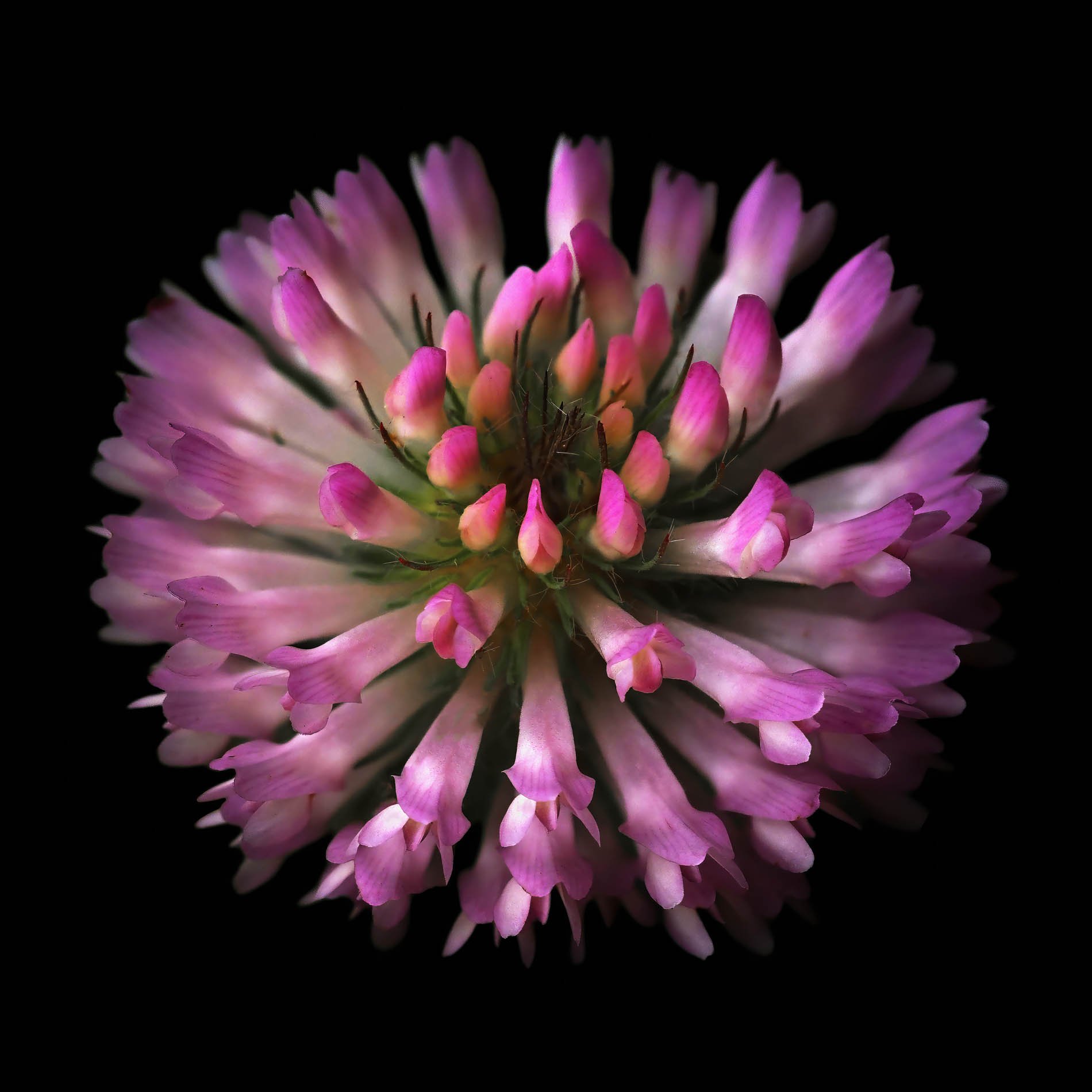 Sales_Red Clover.jpg