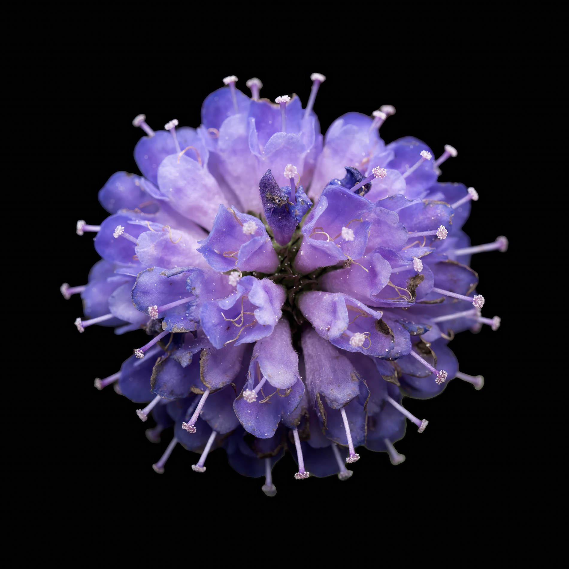 Devil's-bit (Succisa pratensis).jpg