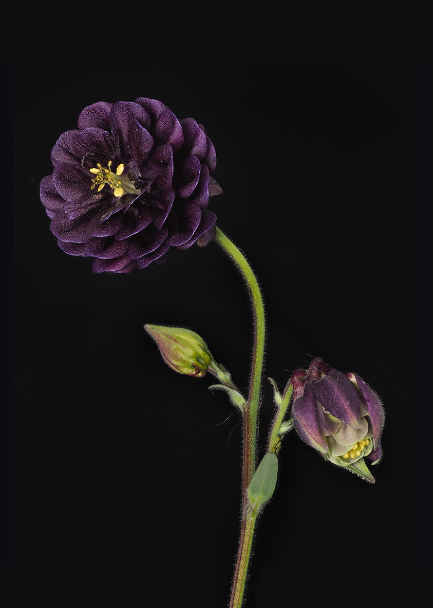 granny's bonnet_2.png