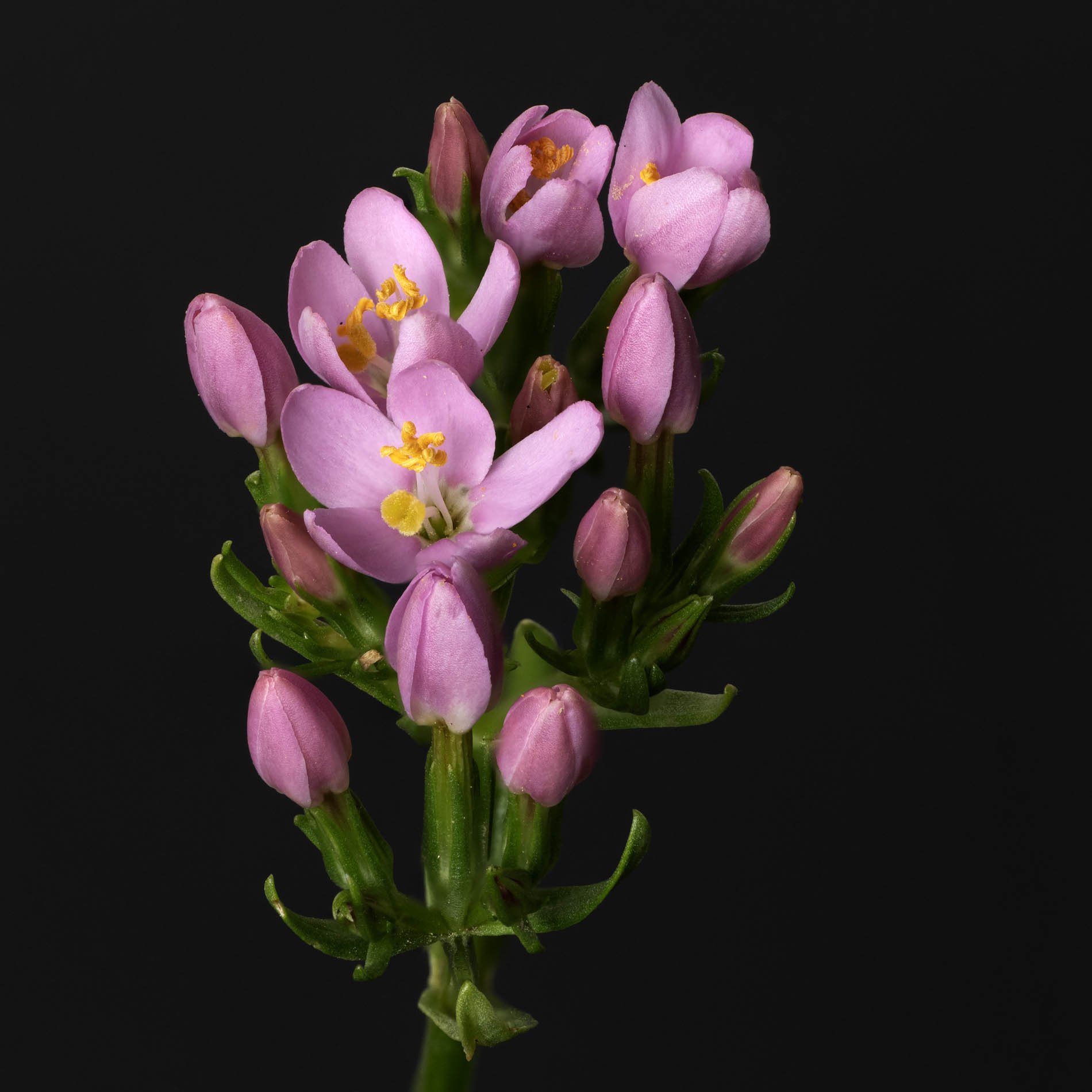 finl common centaury.jpg