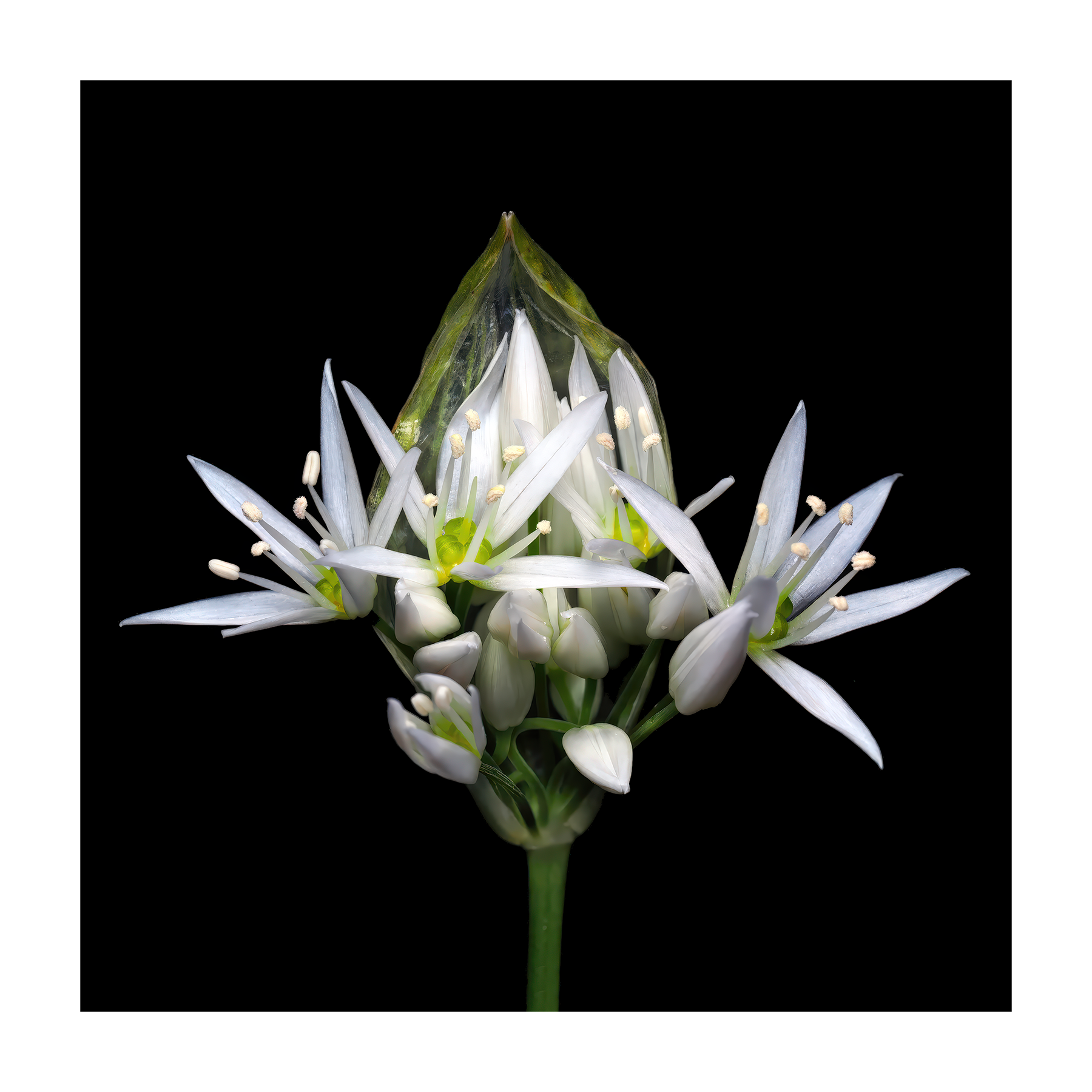 Wild Garlic Card