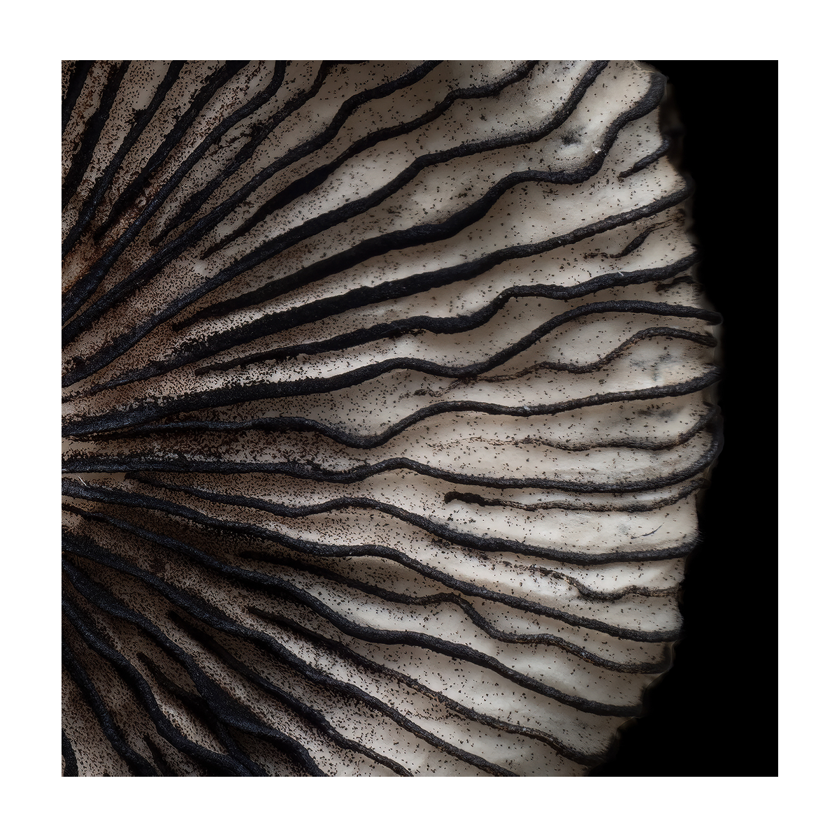 Snowy Inkcap Card