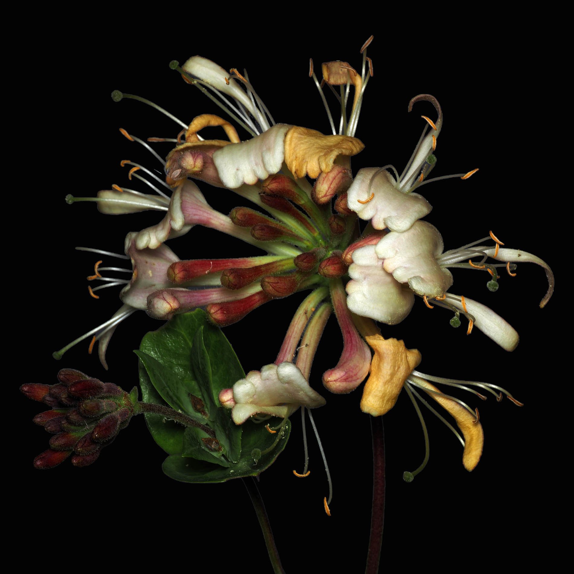 honeysuckle.jpg