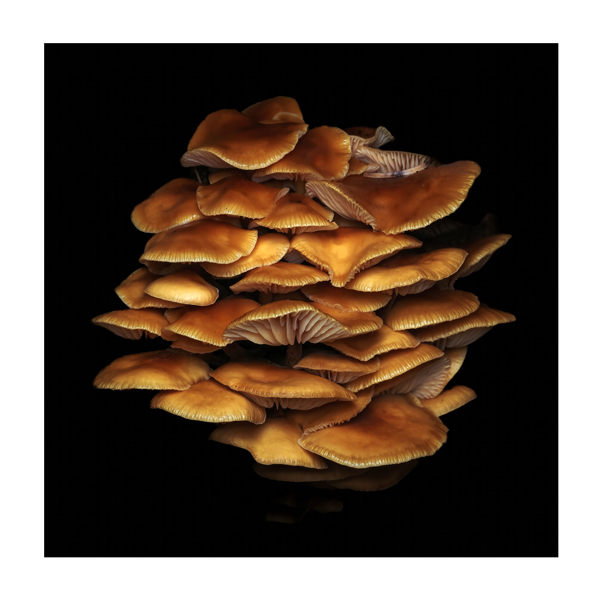 Enoki 1 Card