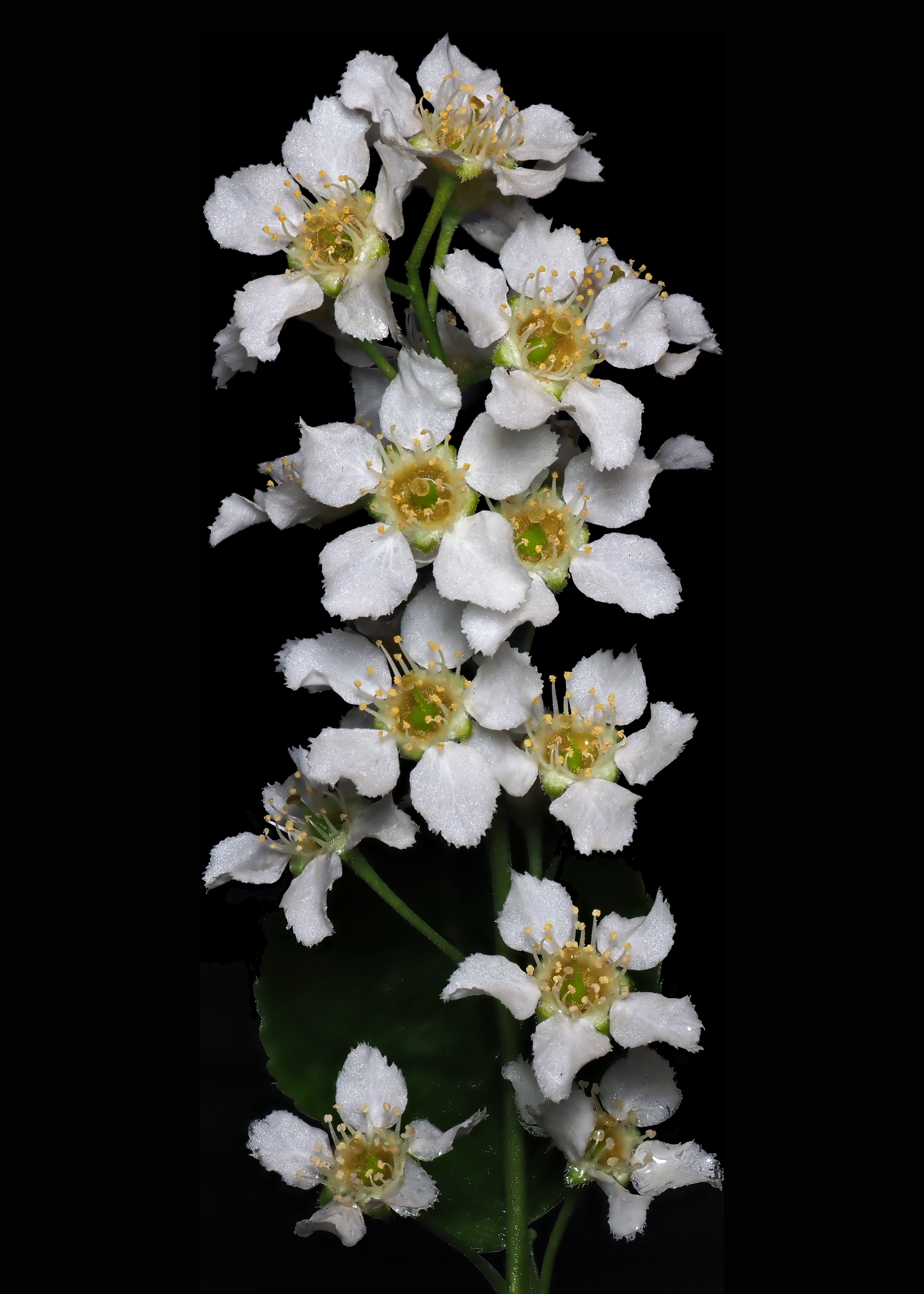 Bird cherry.png