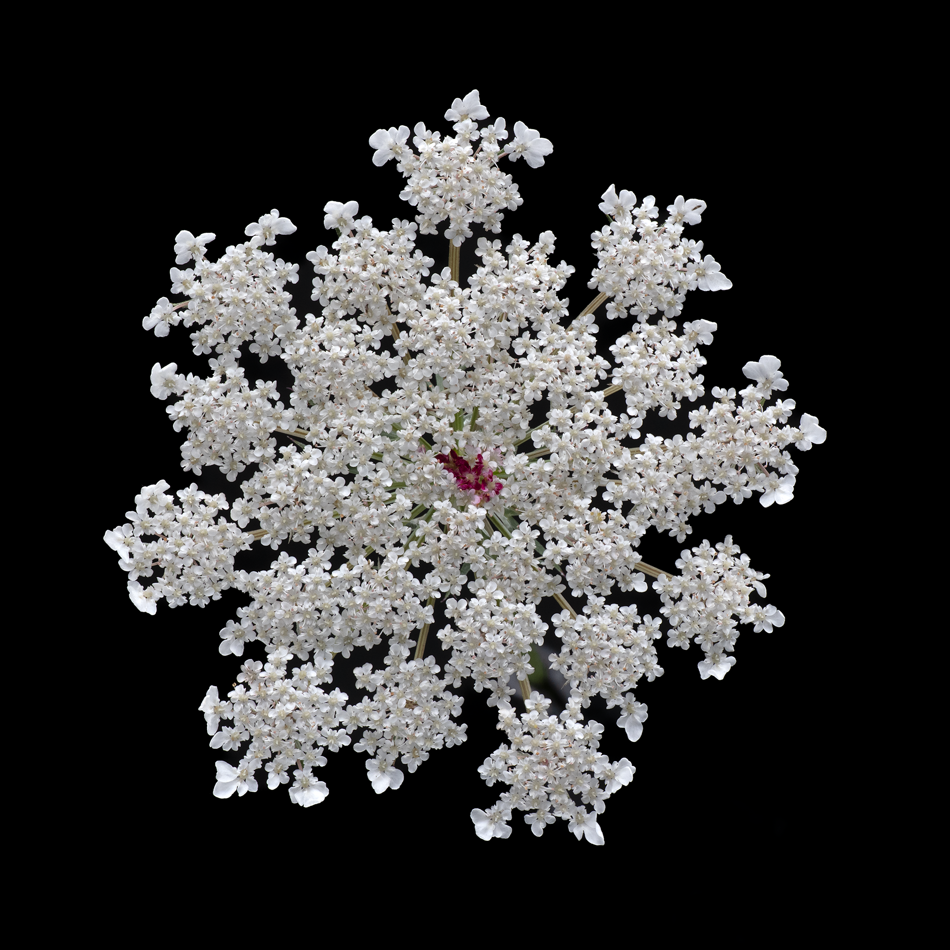 Wild Carrot (Daucus carota)
