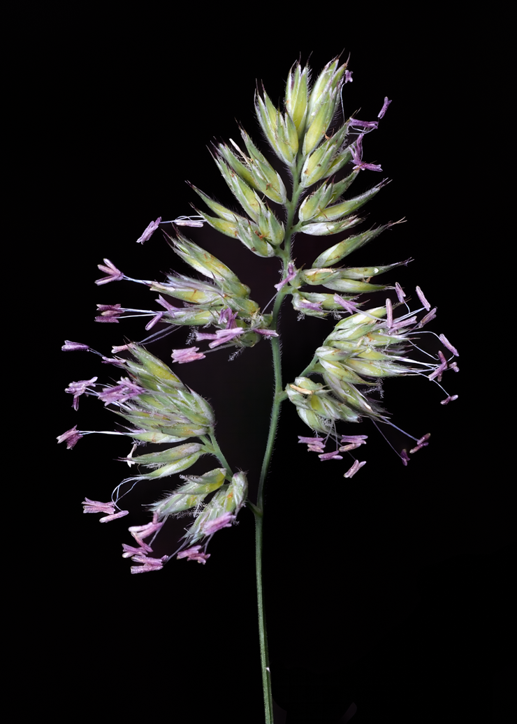 grass 3.png