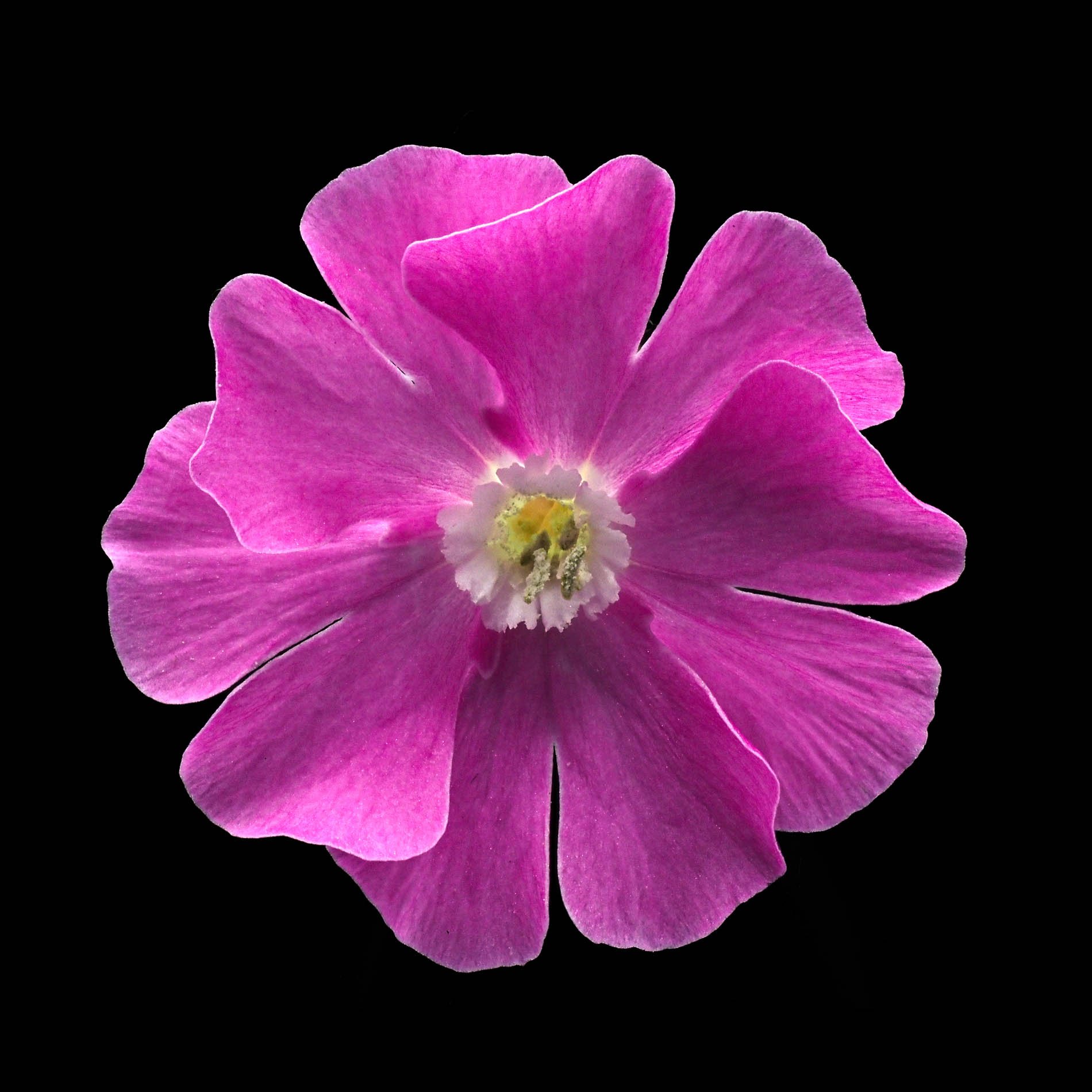 Red campion.jpg