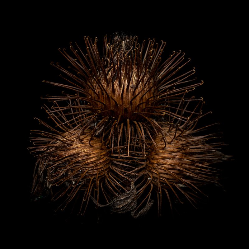 LowesKerry_Seeds_Burdock.jpg