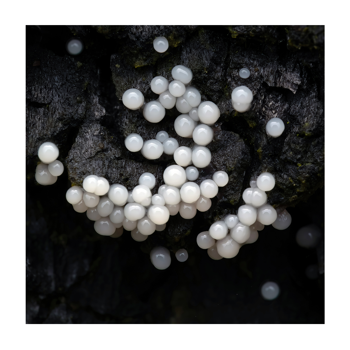 Slime Mould Card