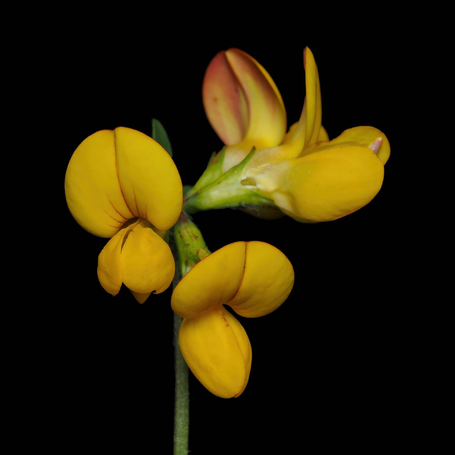 Bird's Foot Trefoil (Lotus corniculatus).jpg