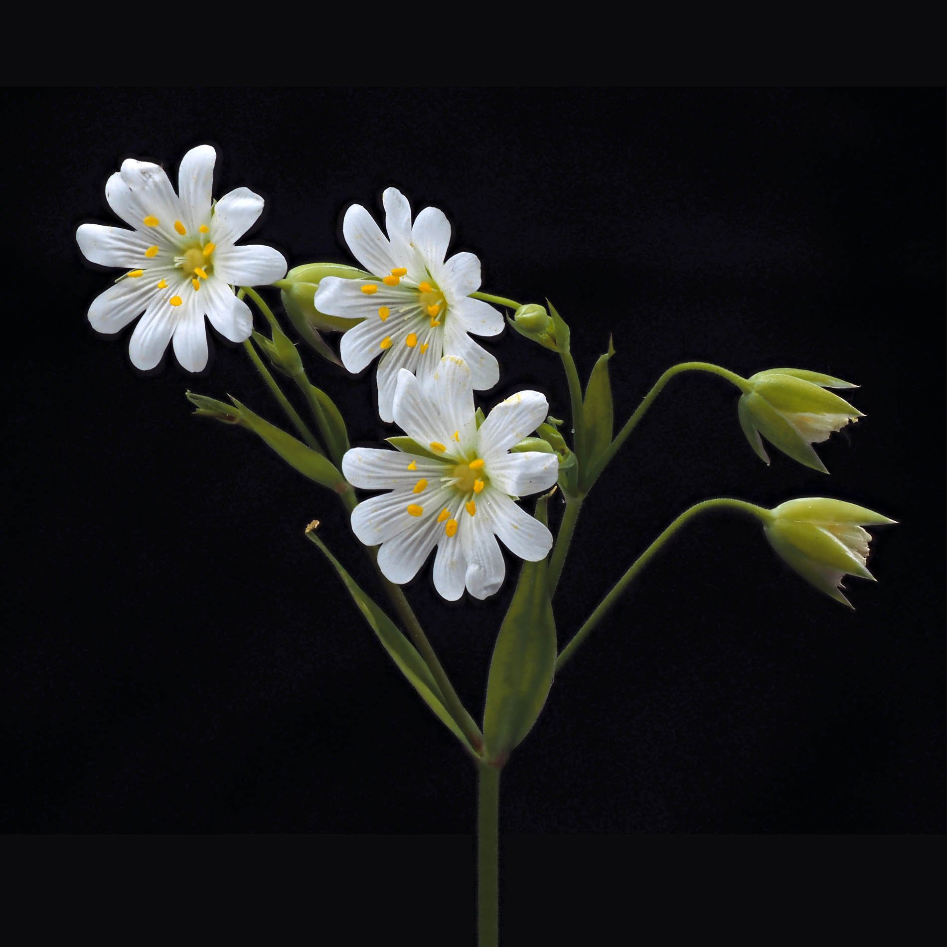 stitchwort 1.jpg