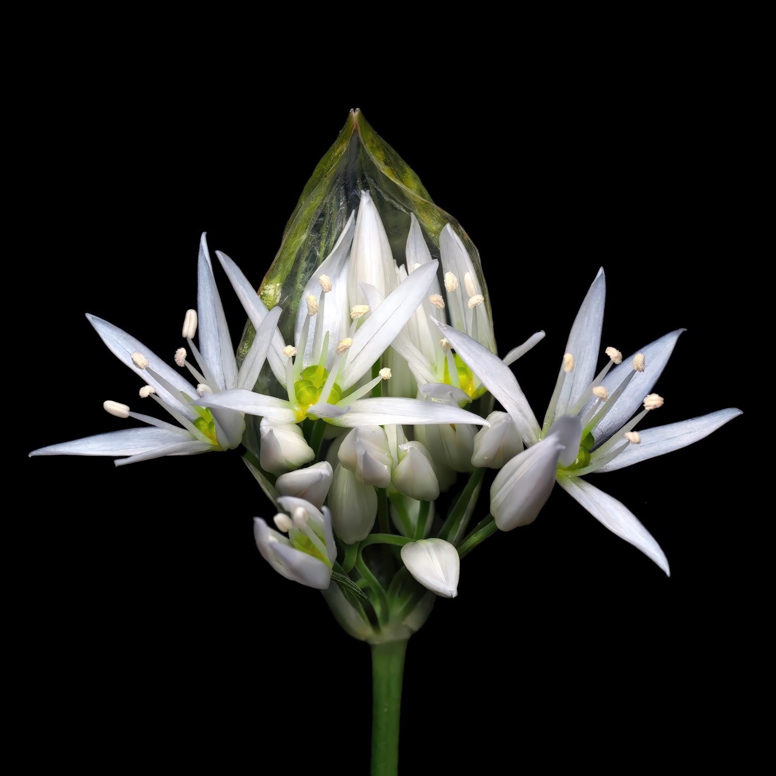 Wild Garlic Card.jpg