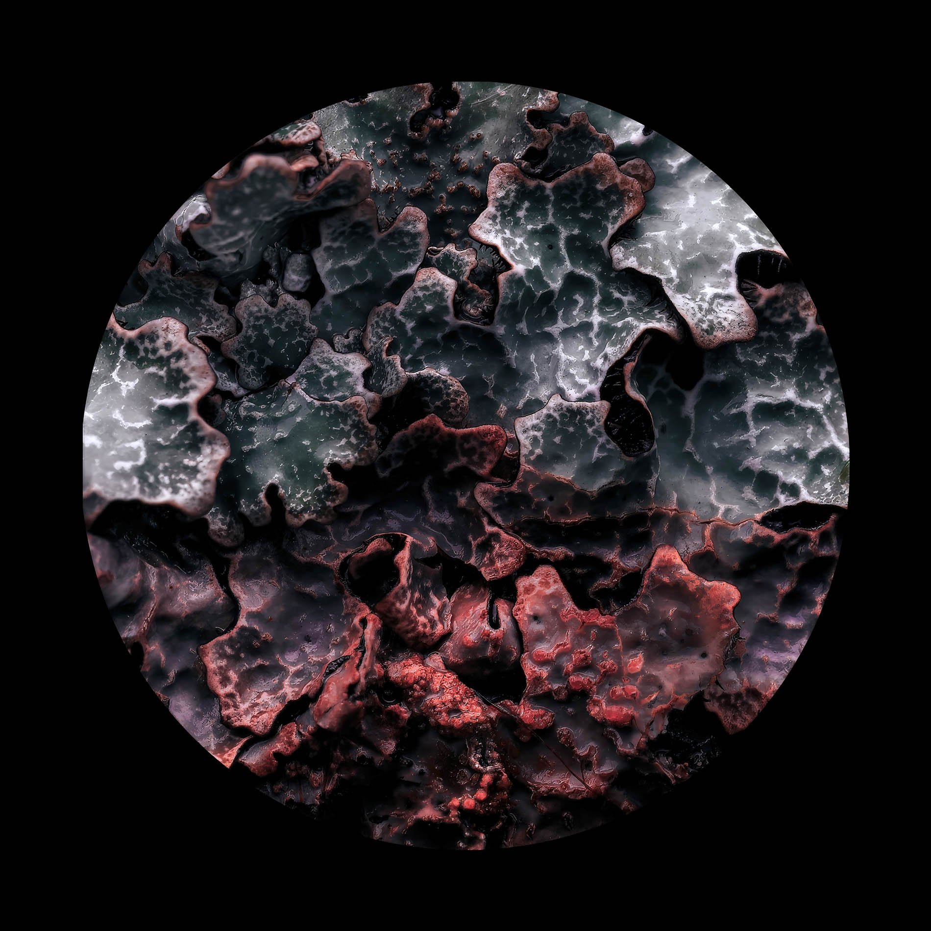 lichen-1-2.jpg
