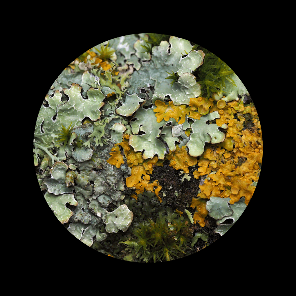 lichen1.gif