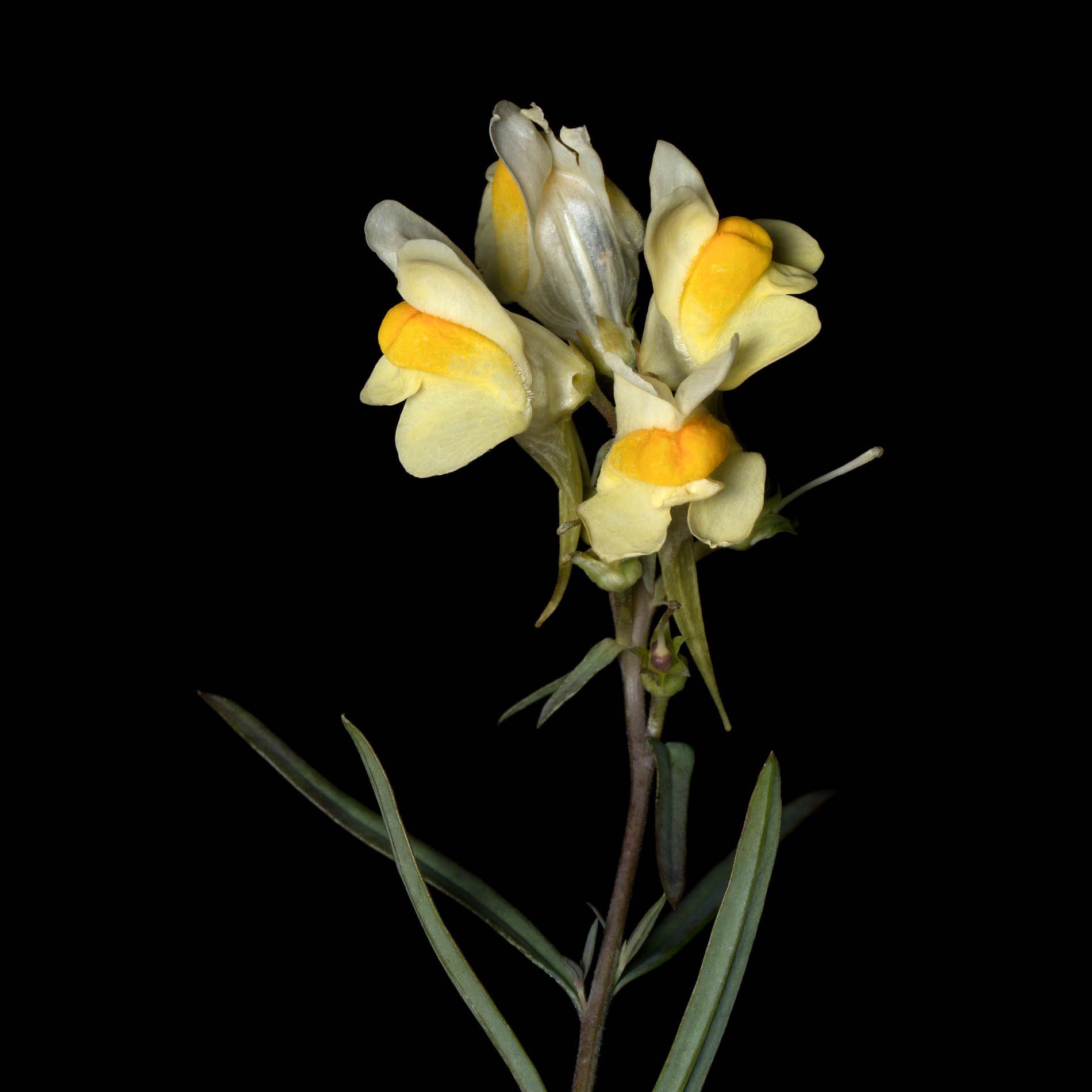 Toadflax (butter & eggs).jpg