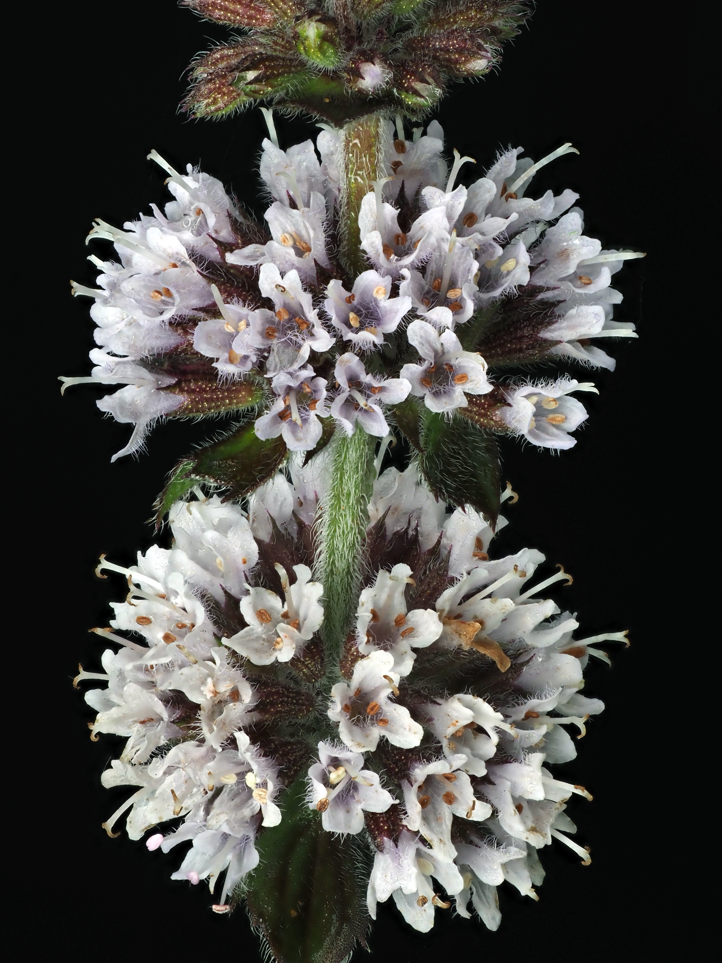 Water Mint (Mentha aquatica)
