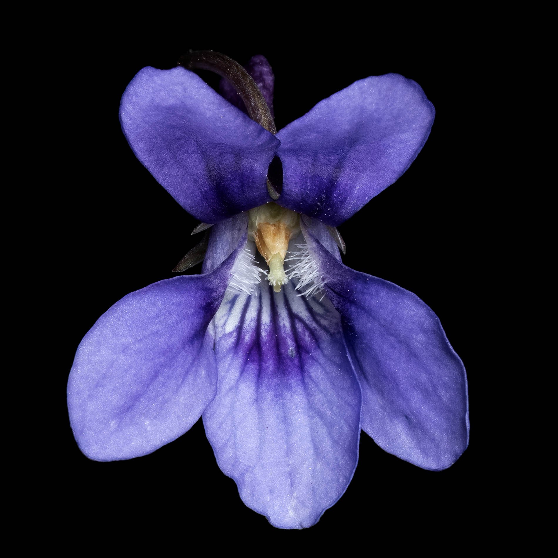 wood violet.jpg