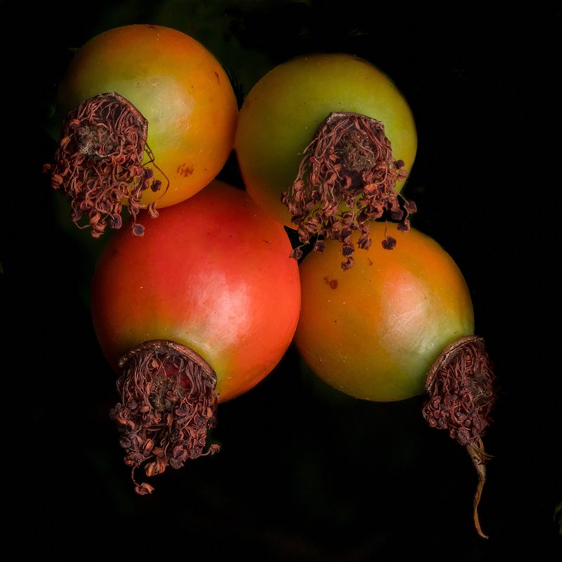 Washington open 1rosehips.jpg
