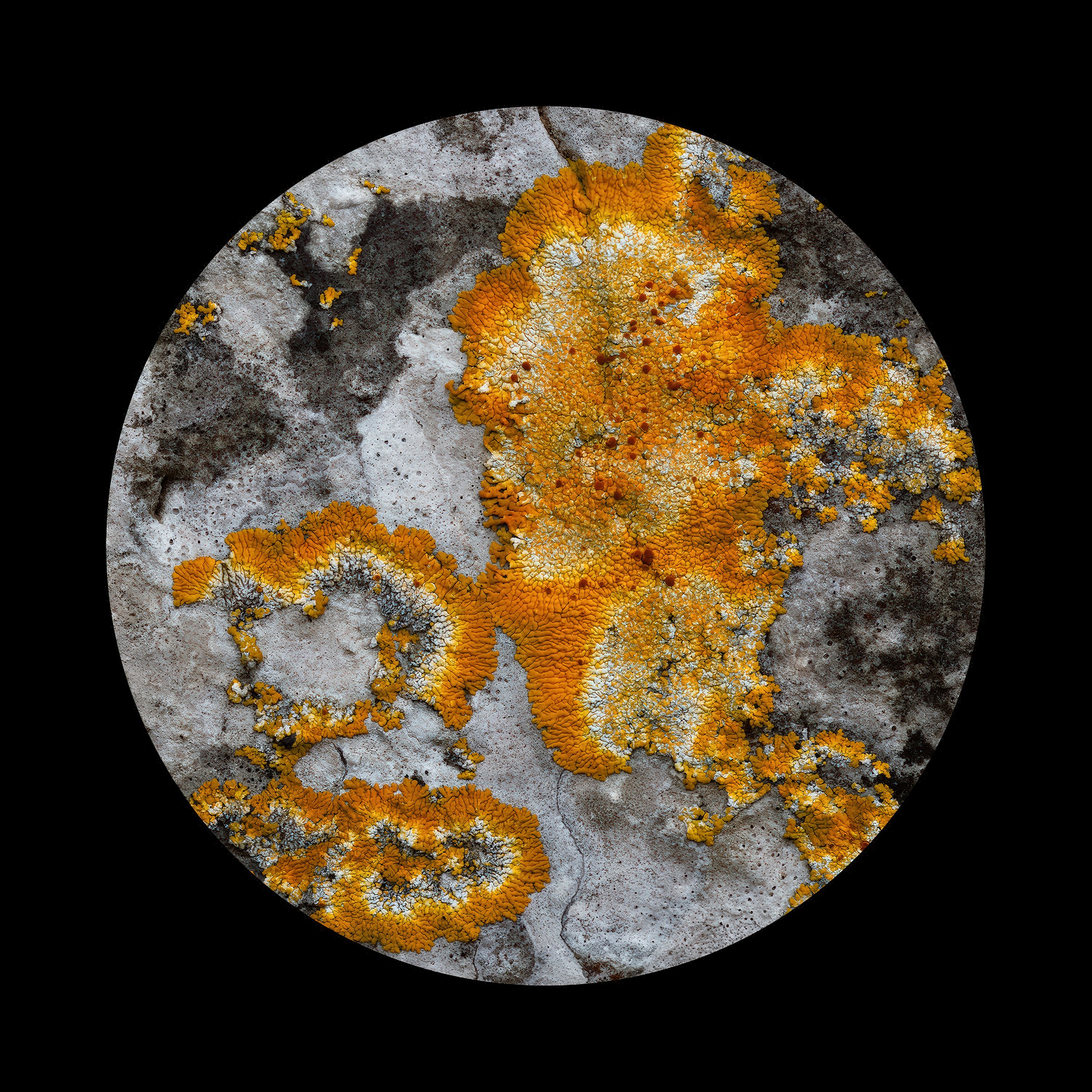 Lichen 3 test.jpg