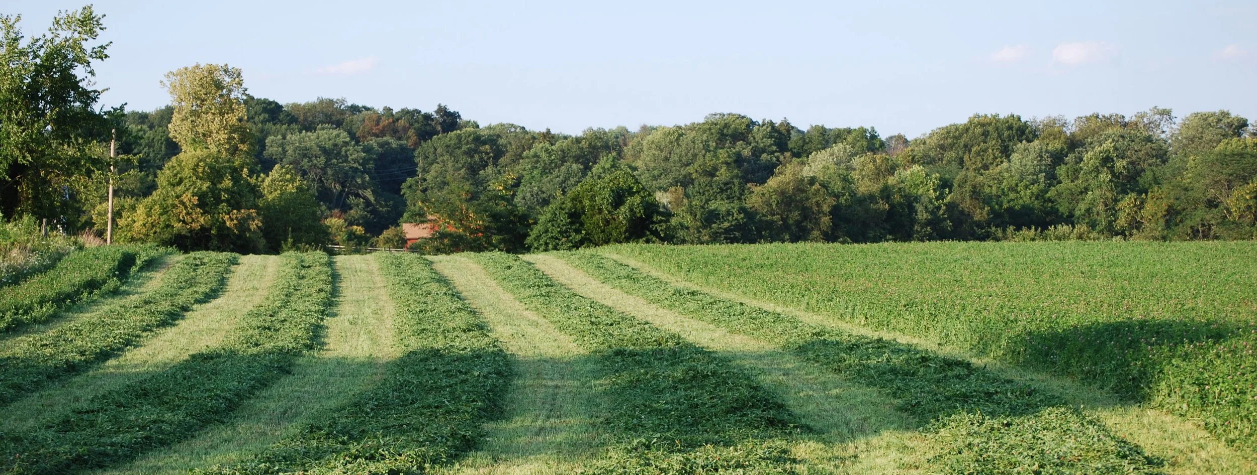 The Most Important Crop