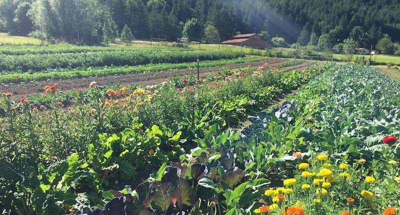 Seasonal Tips for the Summer
