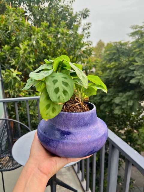 Indigo Planter