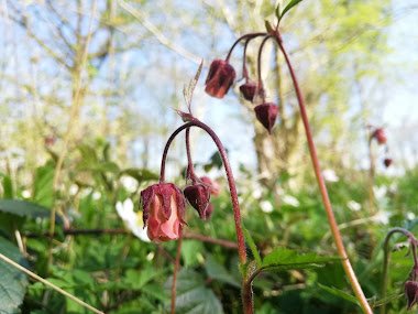 Spring Woodland Wildflower Bonanza