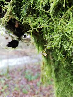 Awake to the English rain forest