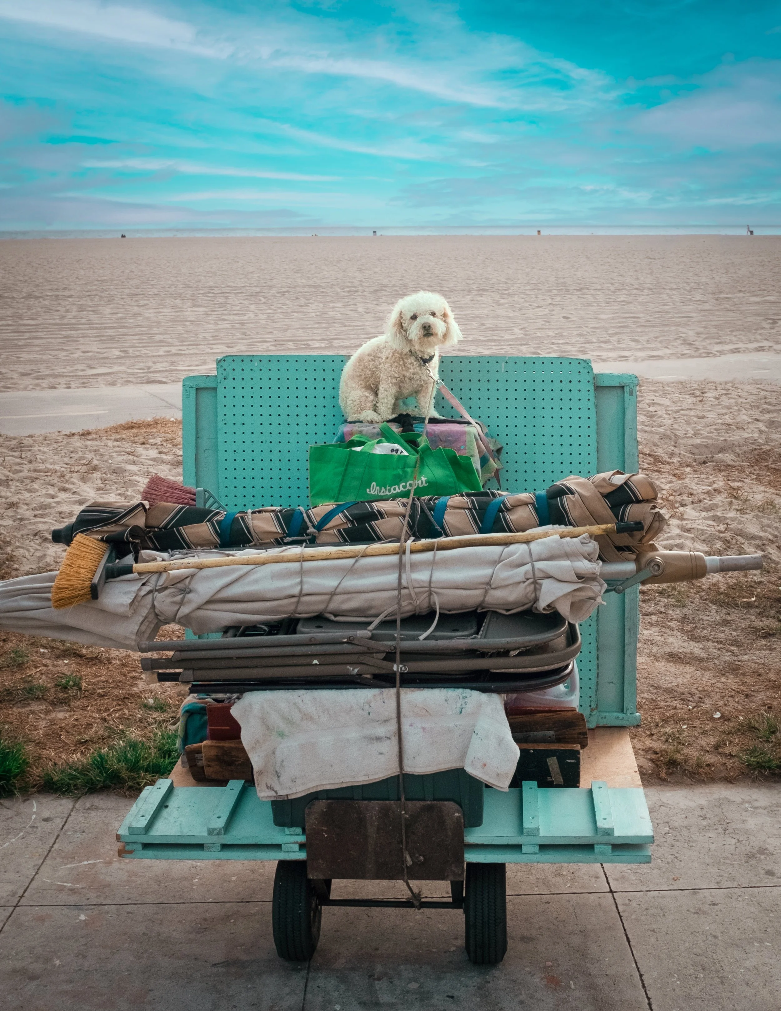 Beach dog