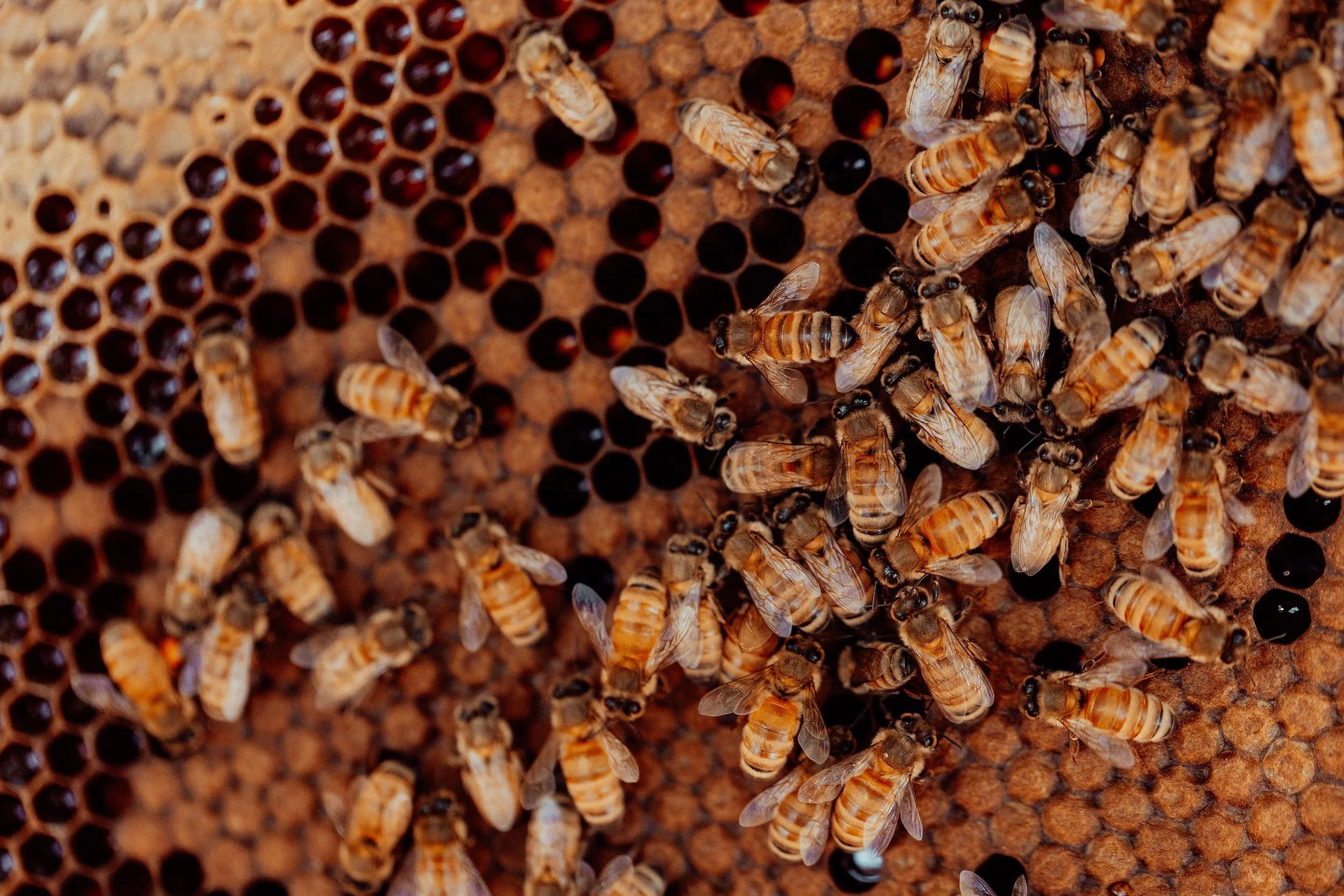 werombeehive-2026-9.jpg