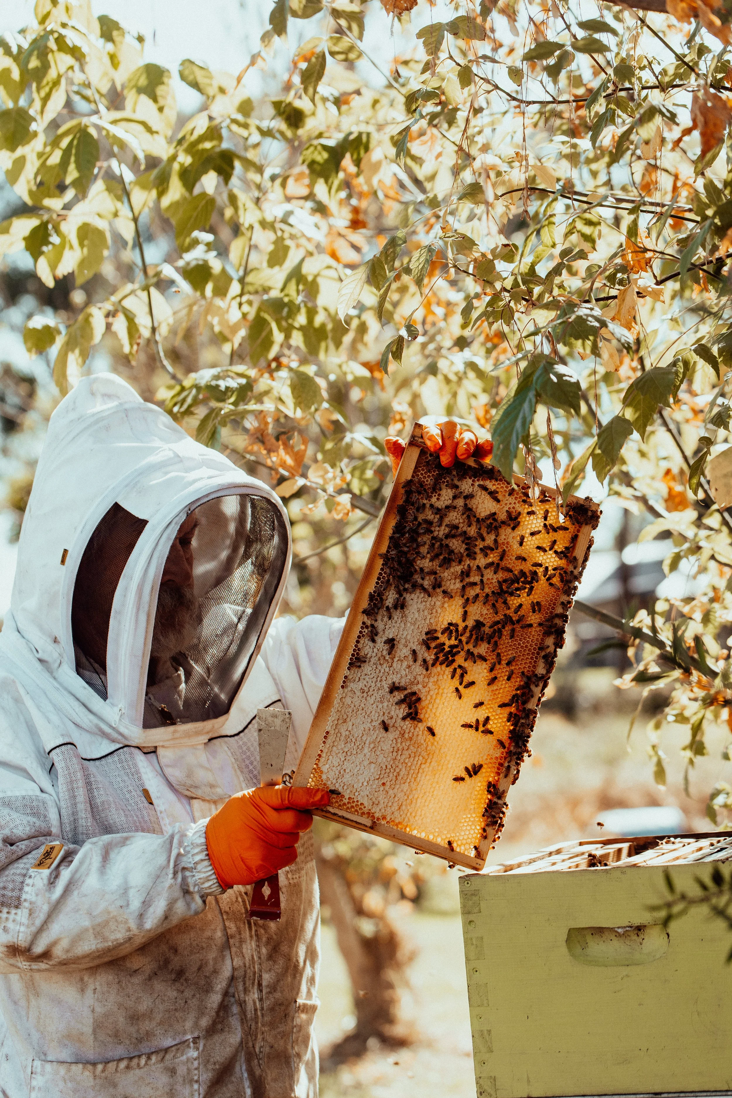 werombeehive-2026-13.jpg