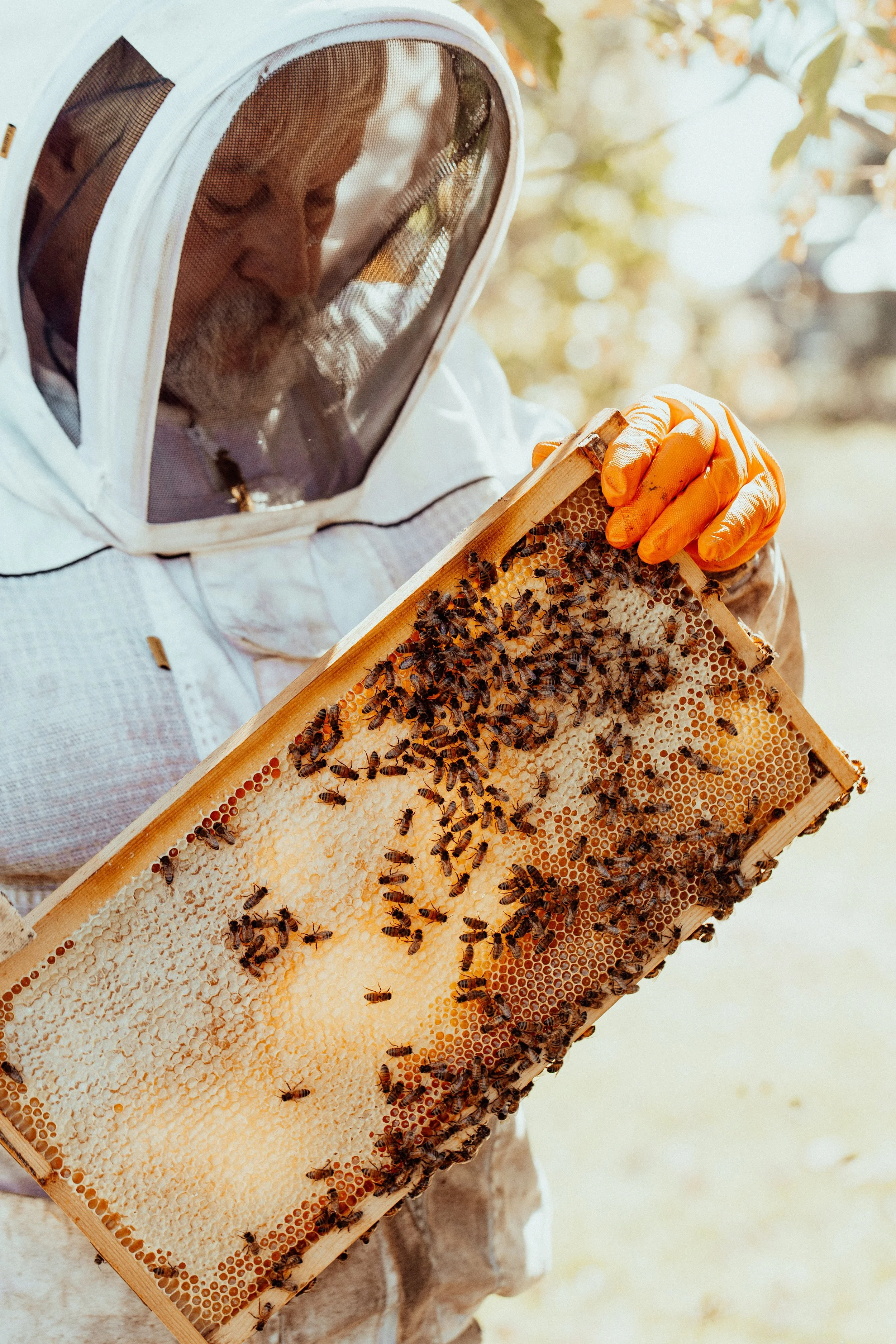 One on One Beekeeping Workshop - Group