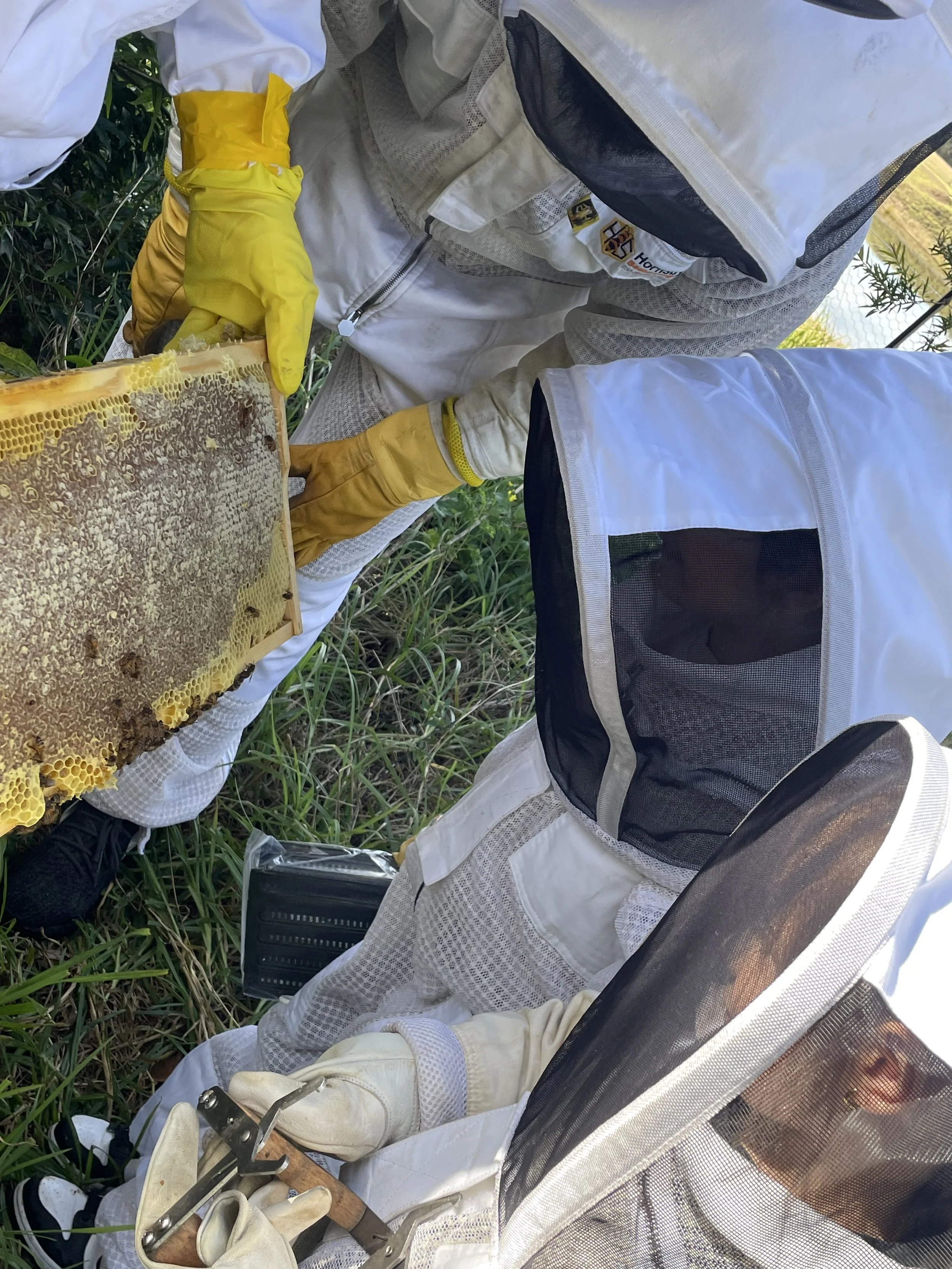 School Holiday Bee Program