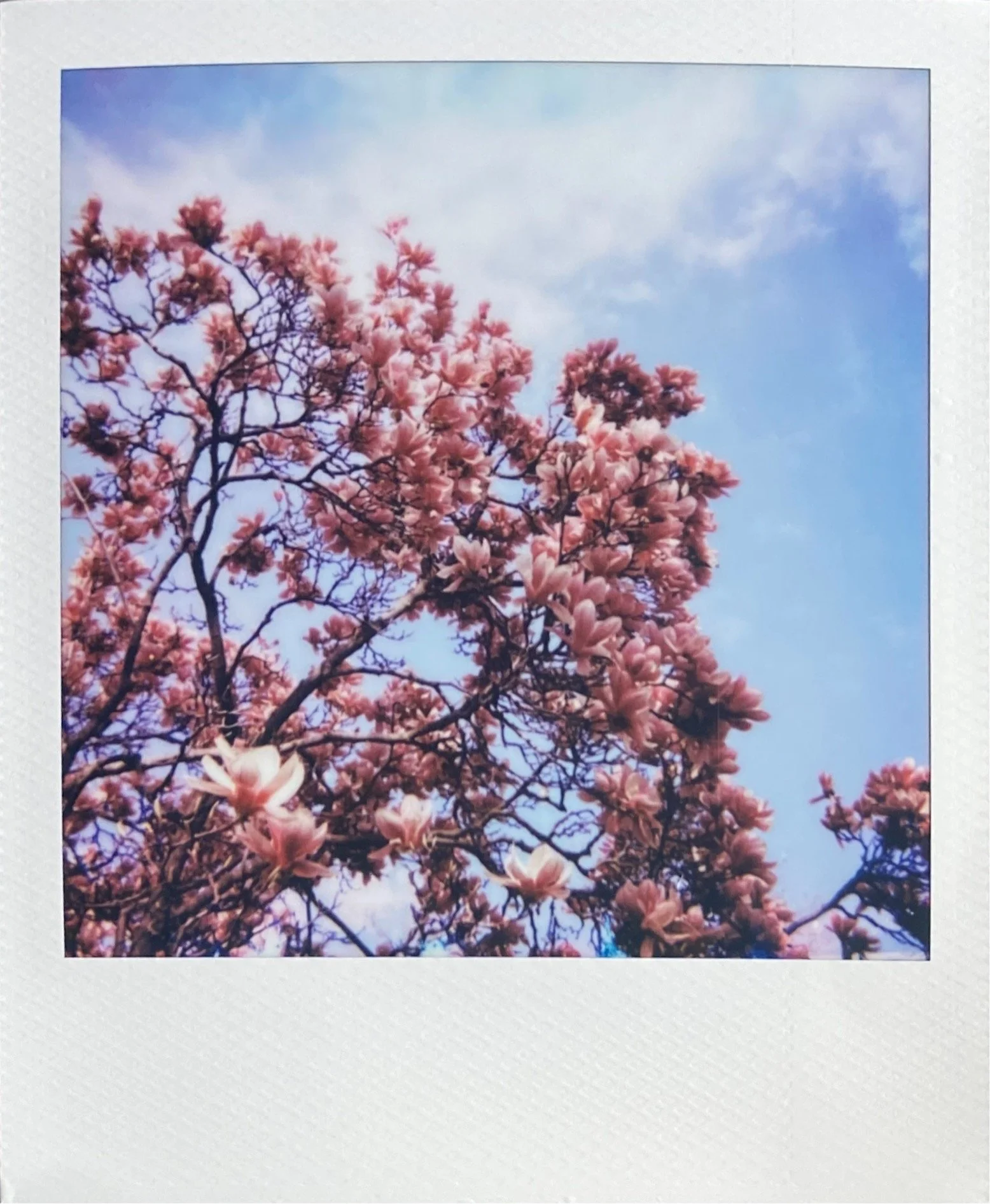 Spring Day Shot on Polaroid 600 Film Northern Michigan Photographer
