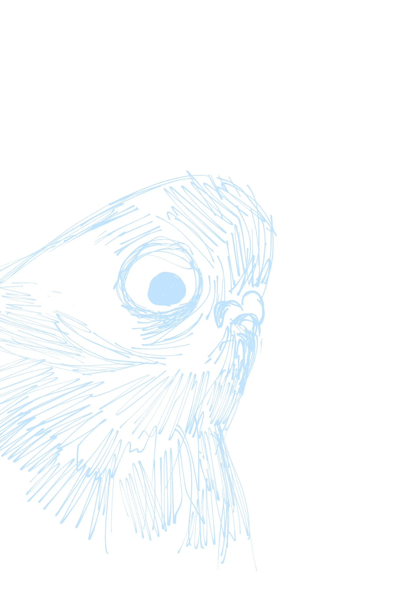 bird 6.jpg
