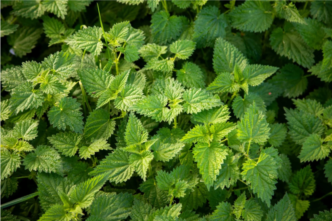 Nourishing Herbal Infusions: A Daily Path to Plant-Powered Wellness