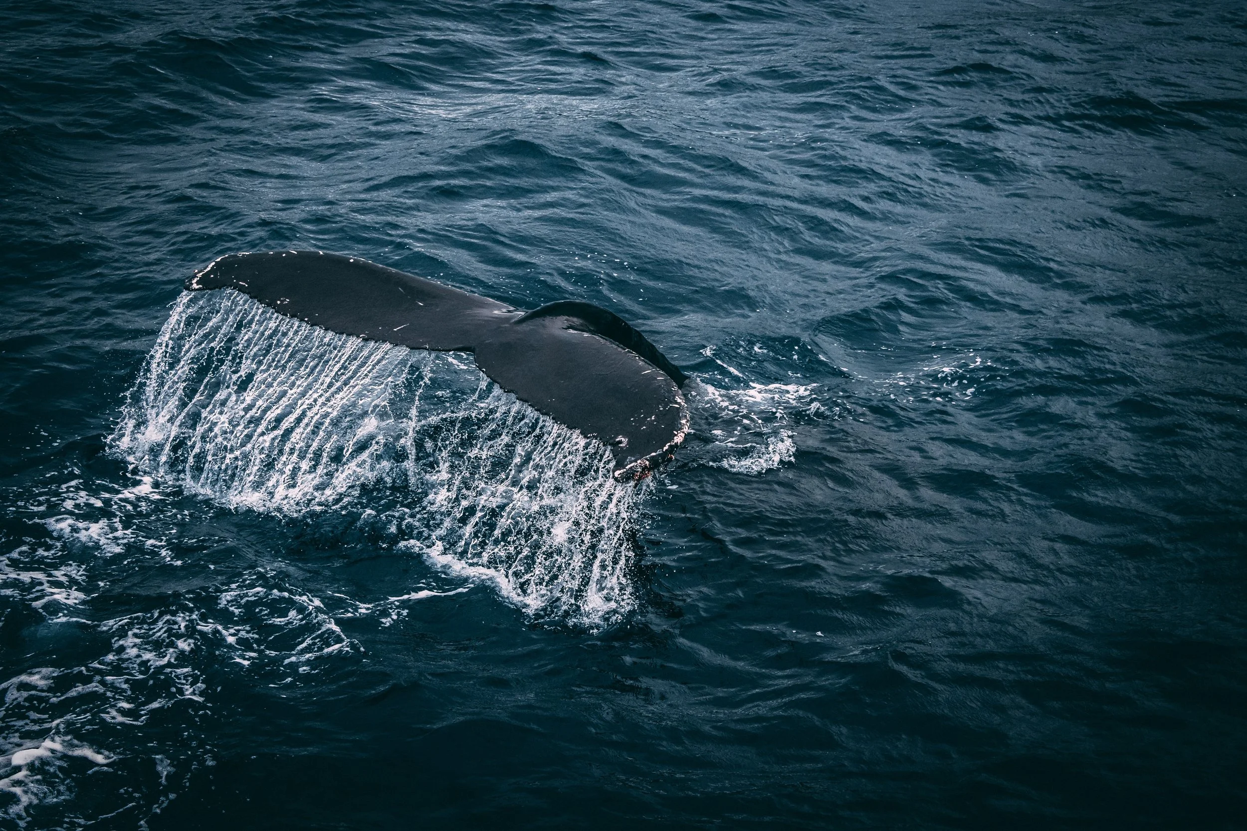 A whale's tail emerging from the ocean.