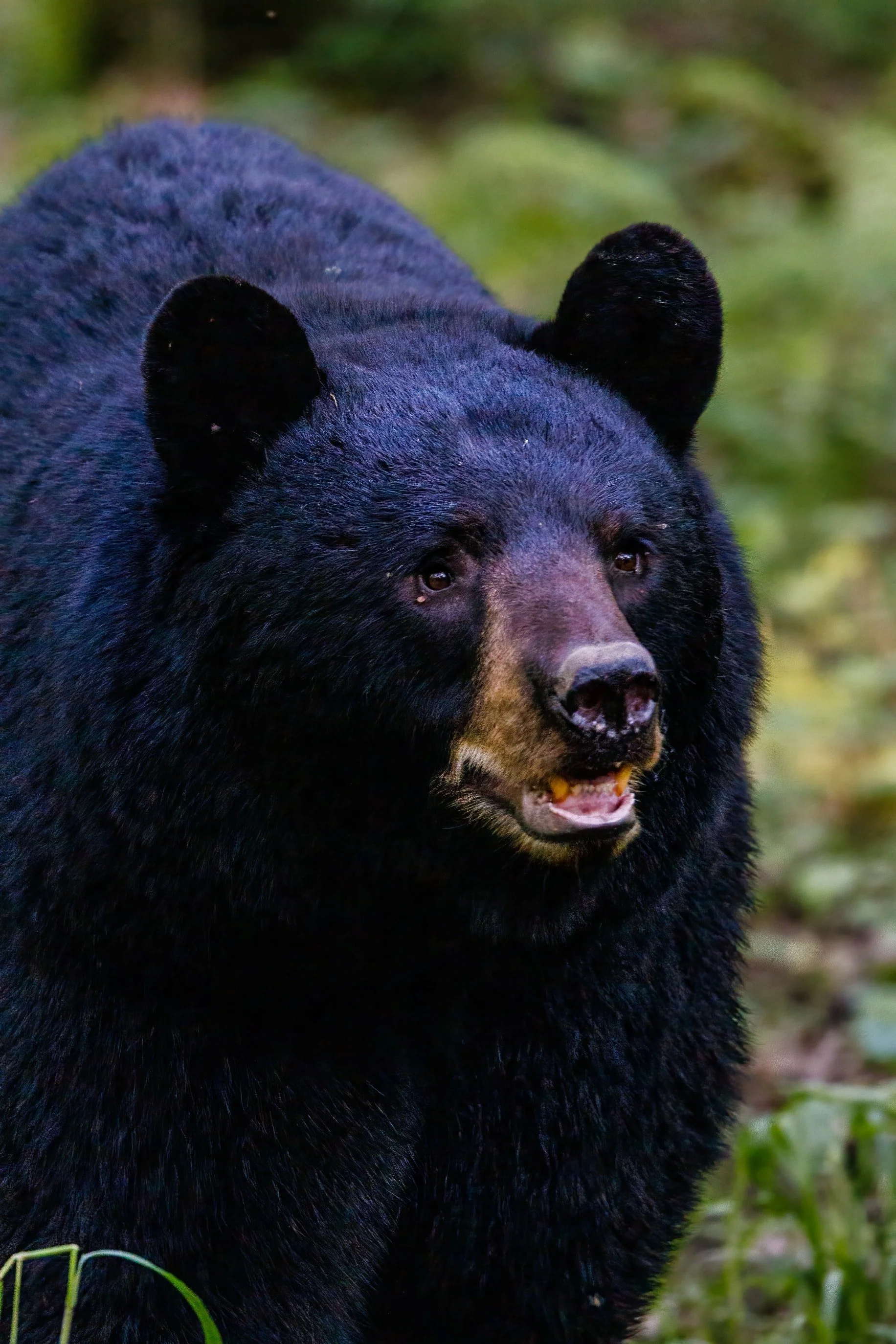 Close-up of a black bear's face and upper body in a green forest setting.