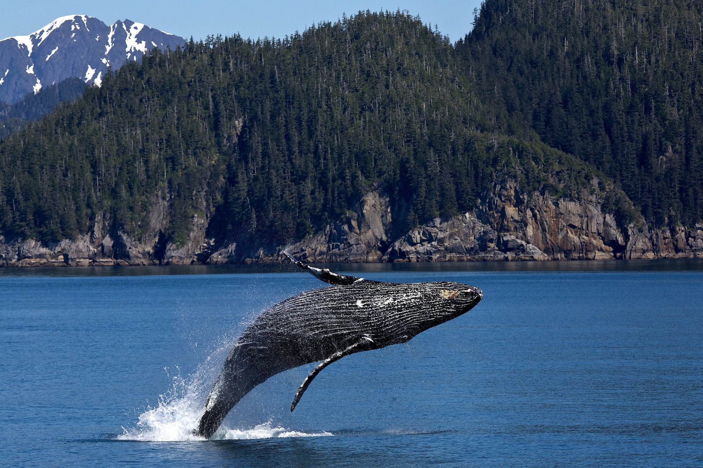 A humpback whale jumping out of the water near a forested coastline with snow-capped mountains in the background.