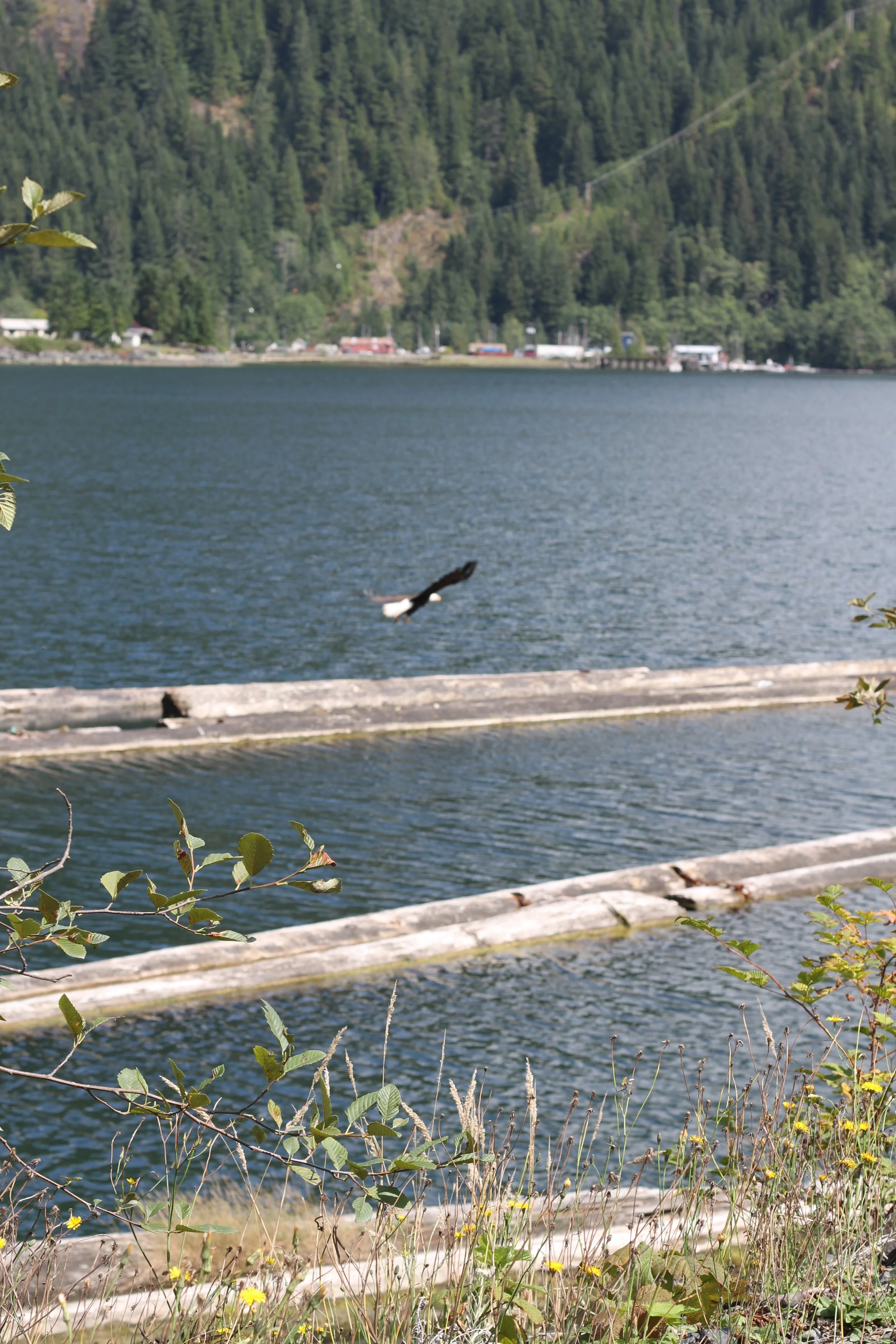A lake surrounded by a forested mountainside with trees and a few buildings in the distance, and some bushes and plants in the foreground.