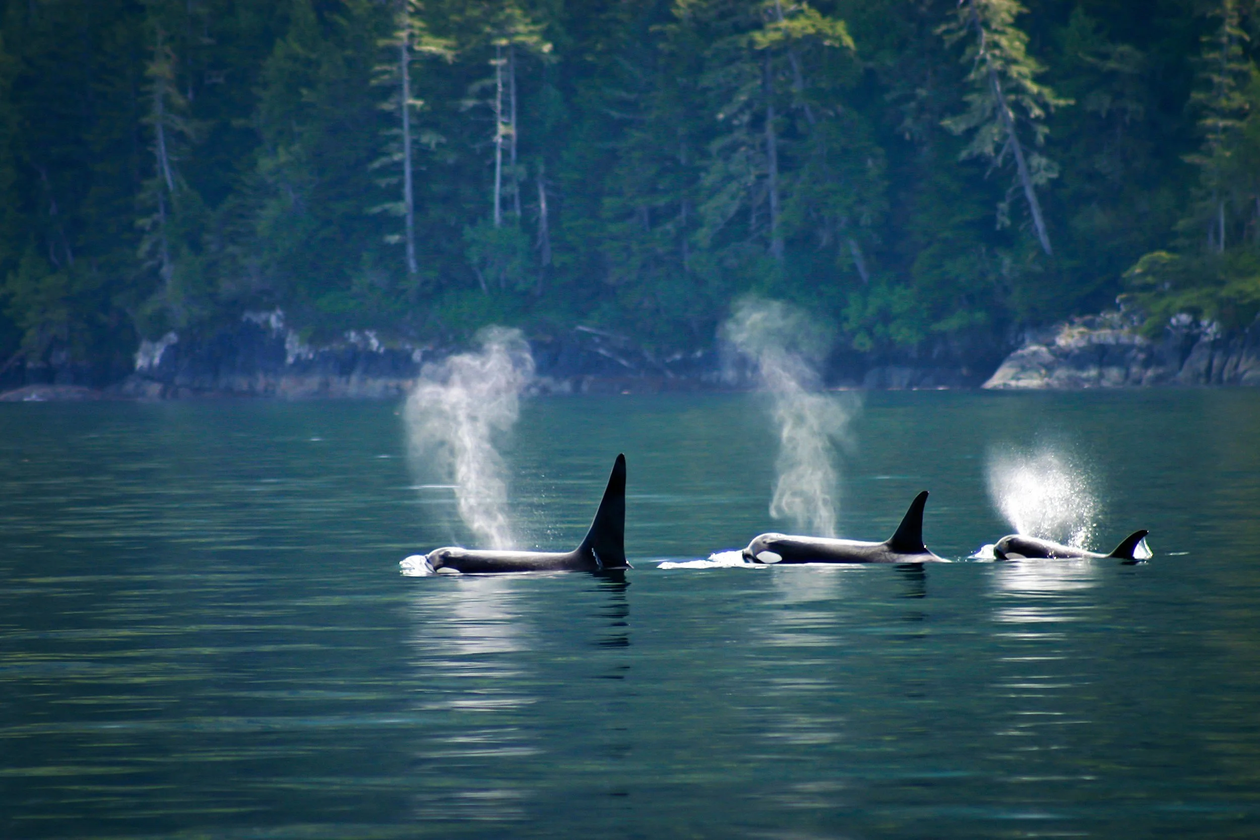 Three orcas surfacing in a body of water near a forested shoreline.
