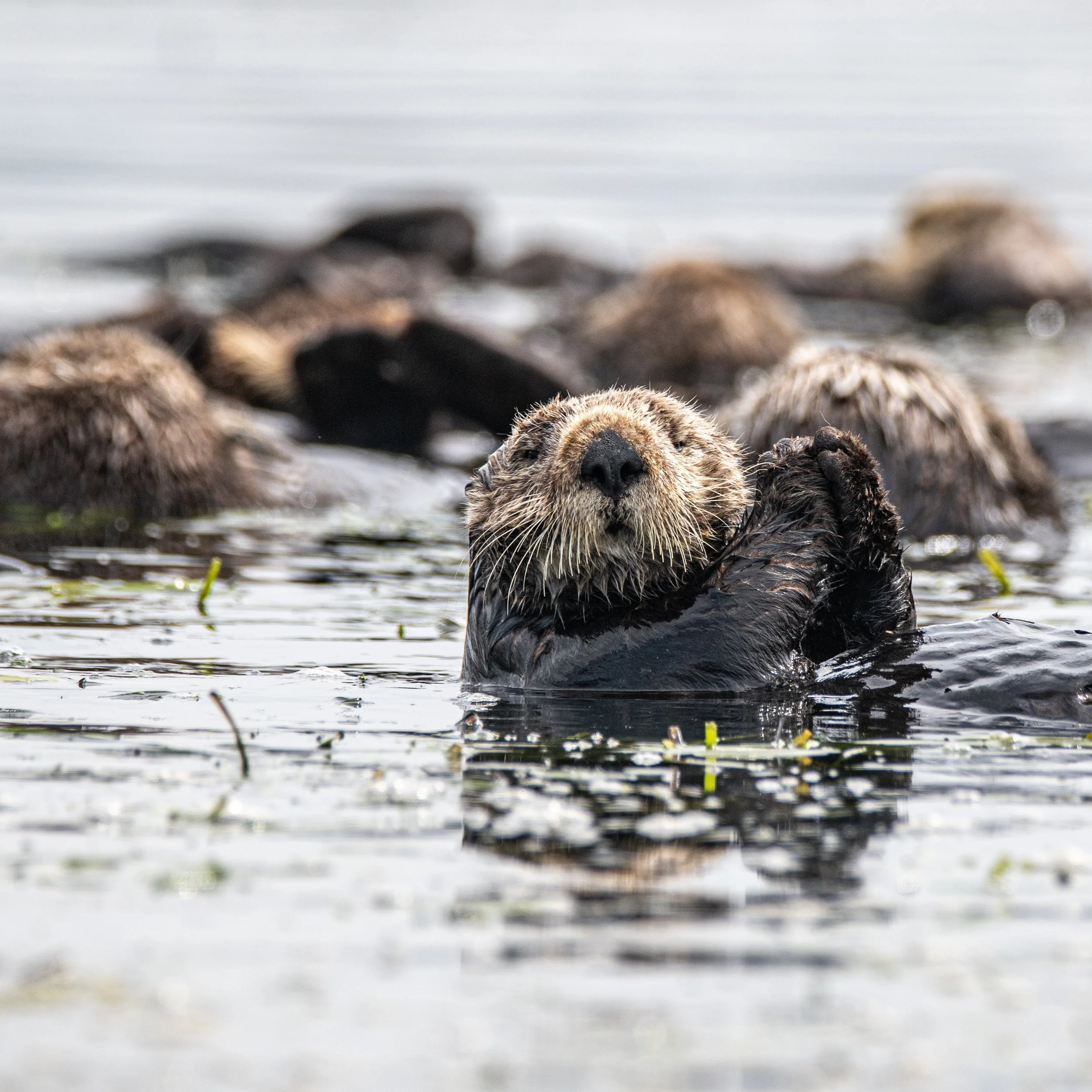 Close-up of a otter resting on a boat with water in the background.