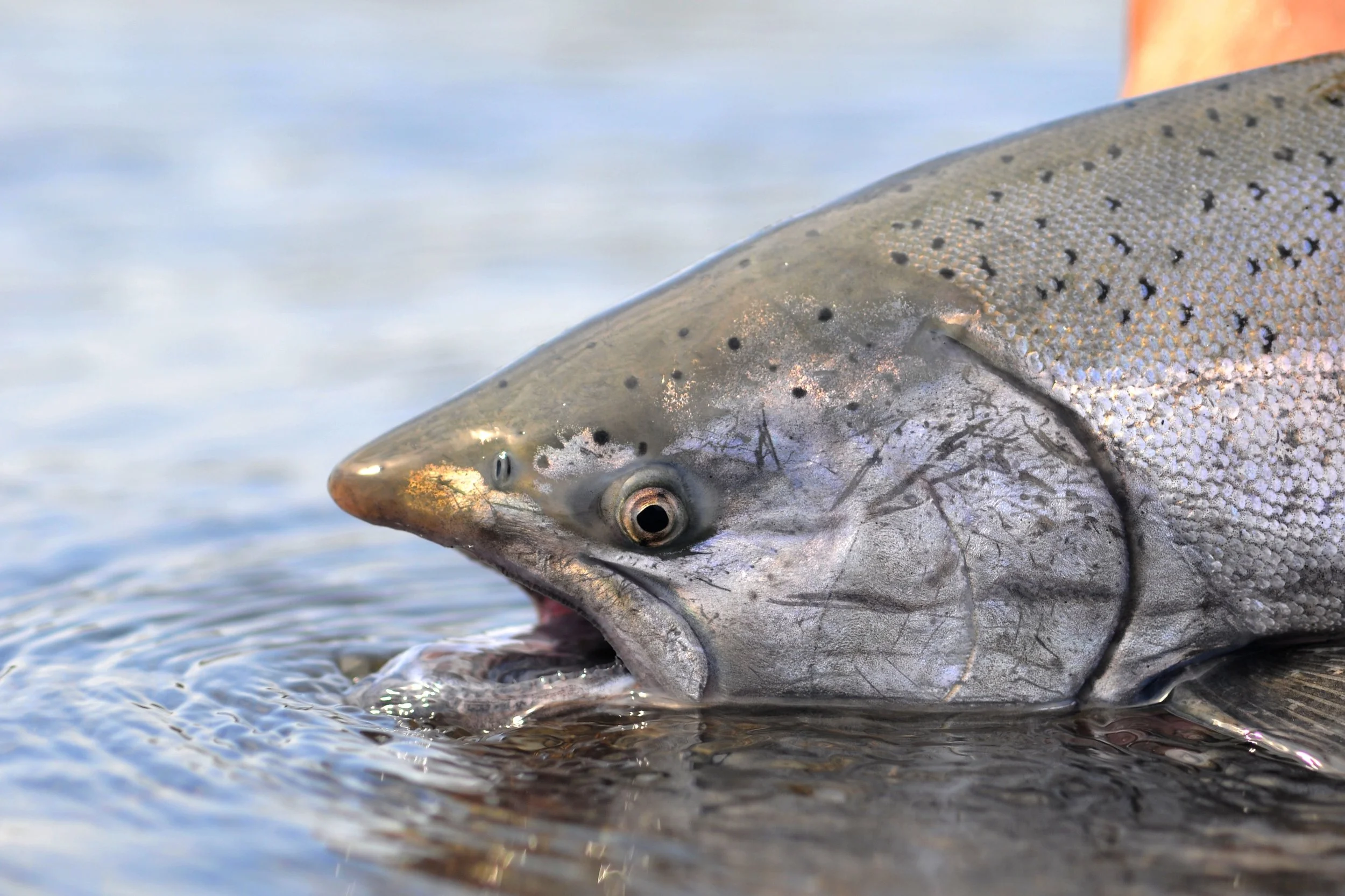 Close-up of a fish's head and body partially submerged in water.