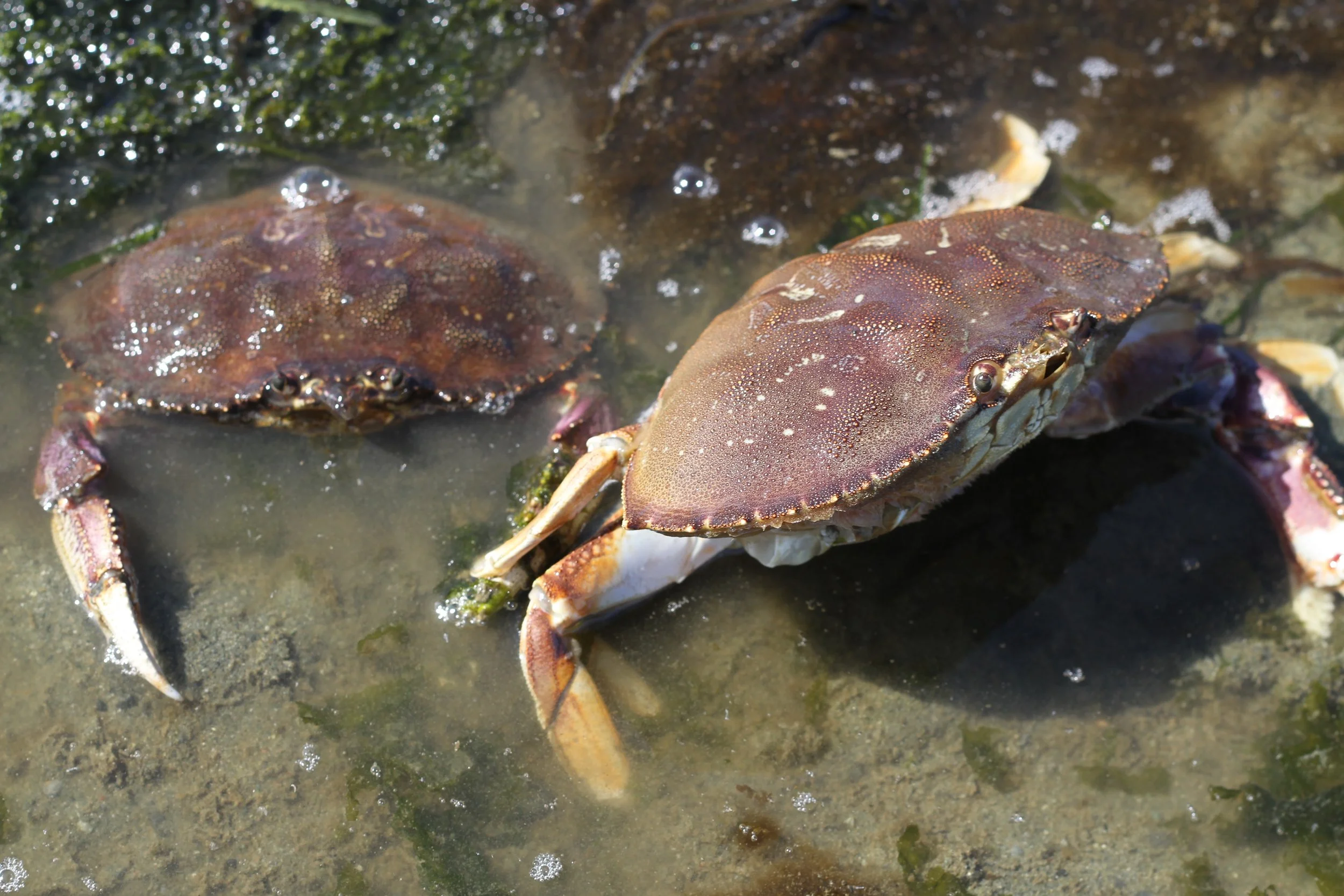 Two crabs on wet sand near moss or algae with small waves or bubbles.