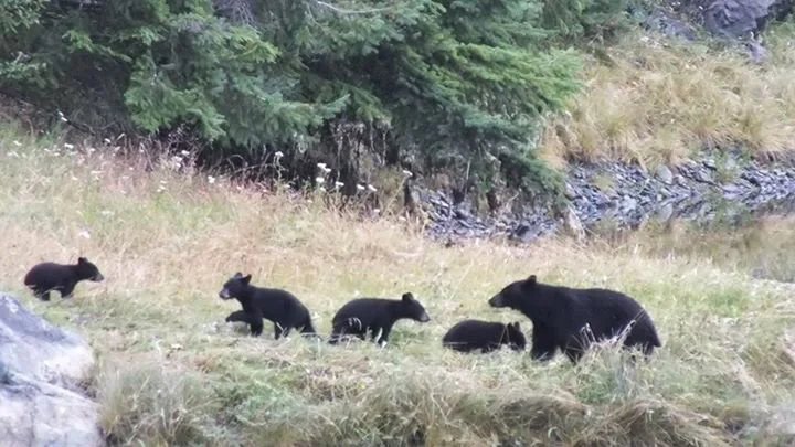 Group of six black bears, including adults and cubs, in a grassy area near a water body with trees in the background.