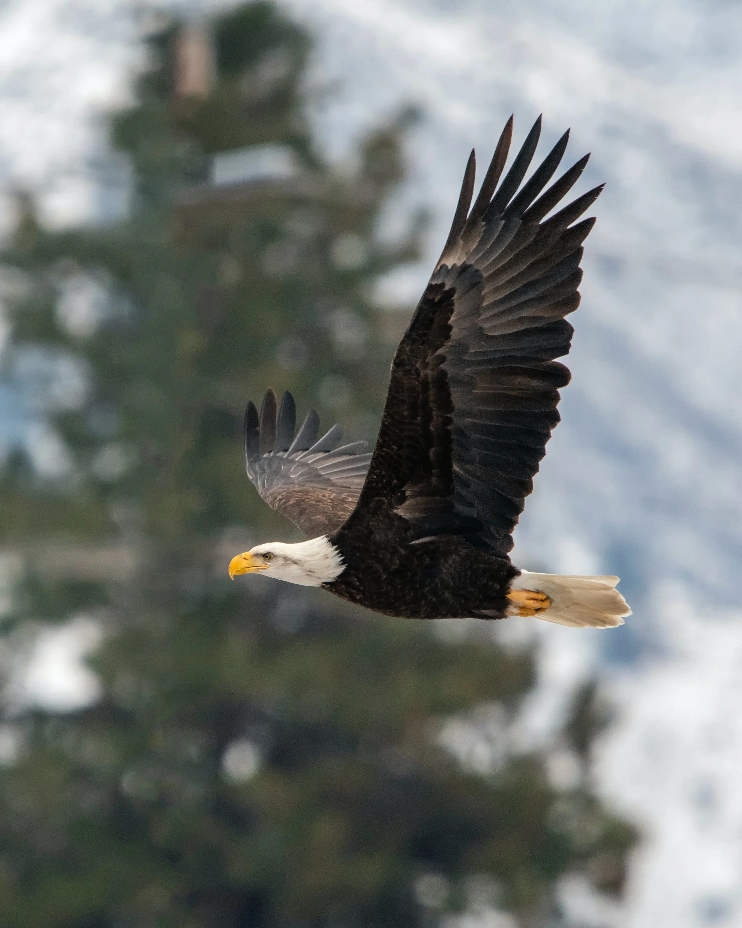 A bald eagle flying with wings spread, head turned to the side, and a background of blurred trees and sky.