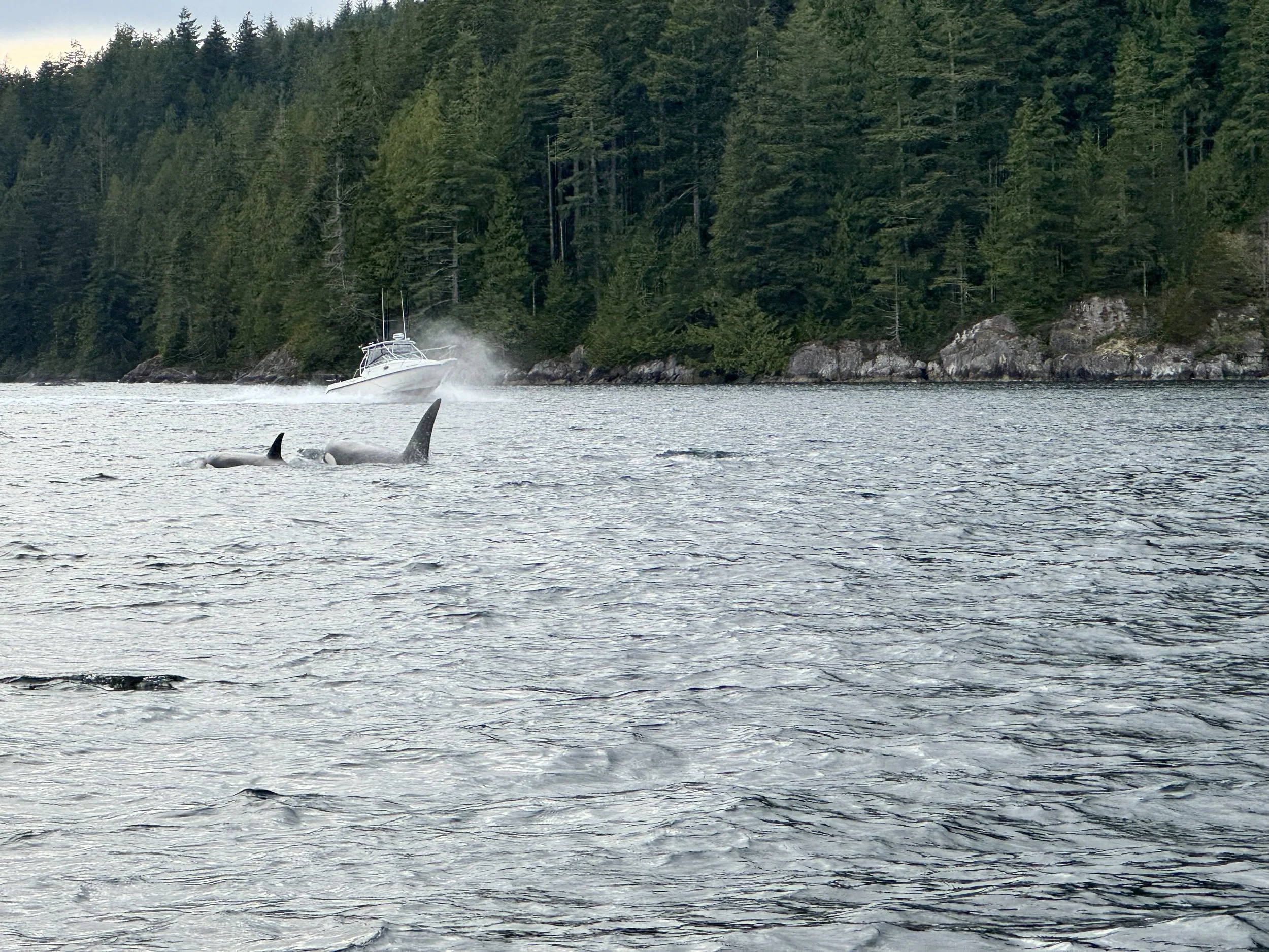 Whales swimming near a docked boat in a forested area with rocky shoreline.