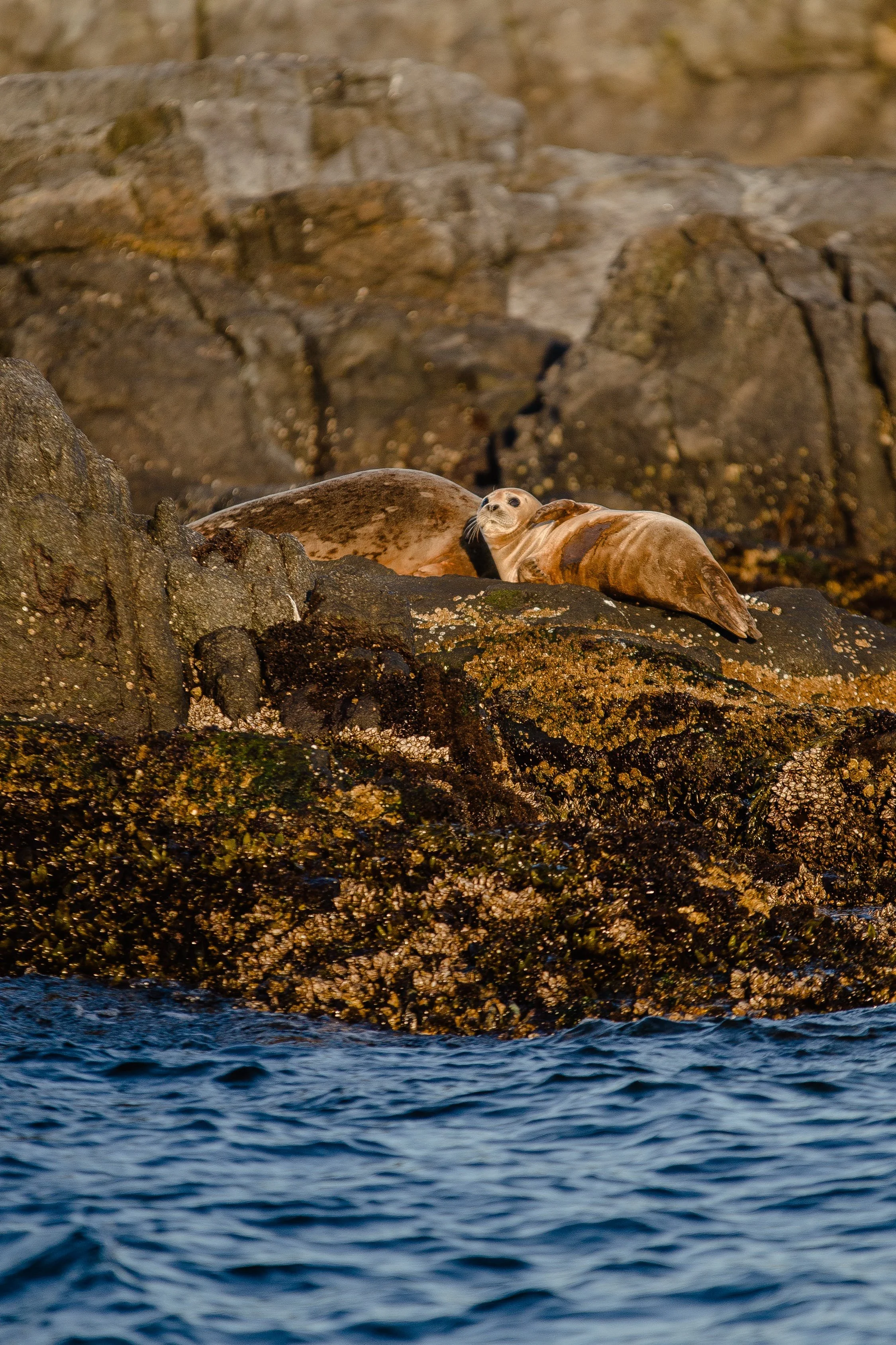 Two seals resting on rocks near the shoreline, with water in the foreground and a rocky background.